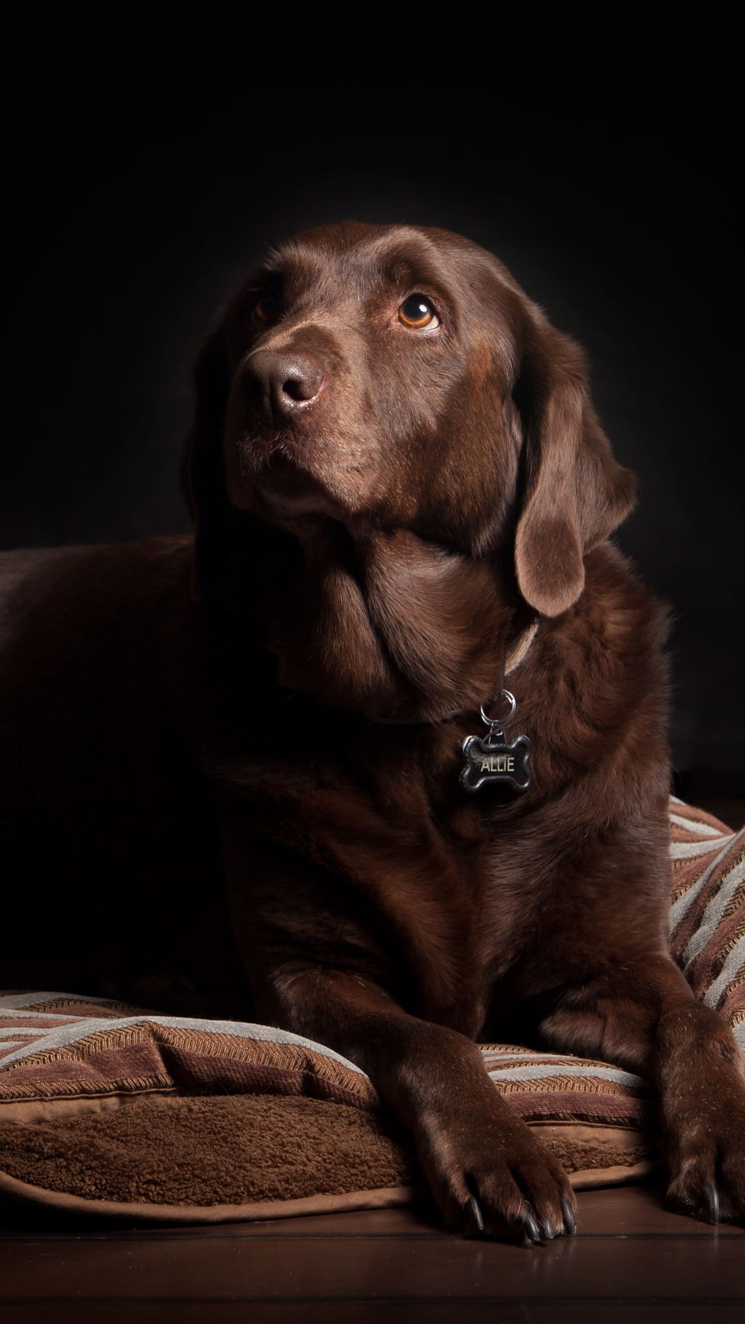 Download mobile wallpaper Dogs, Dog, Close Up, Brown, Animal, Labrador Retriever for free.