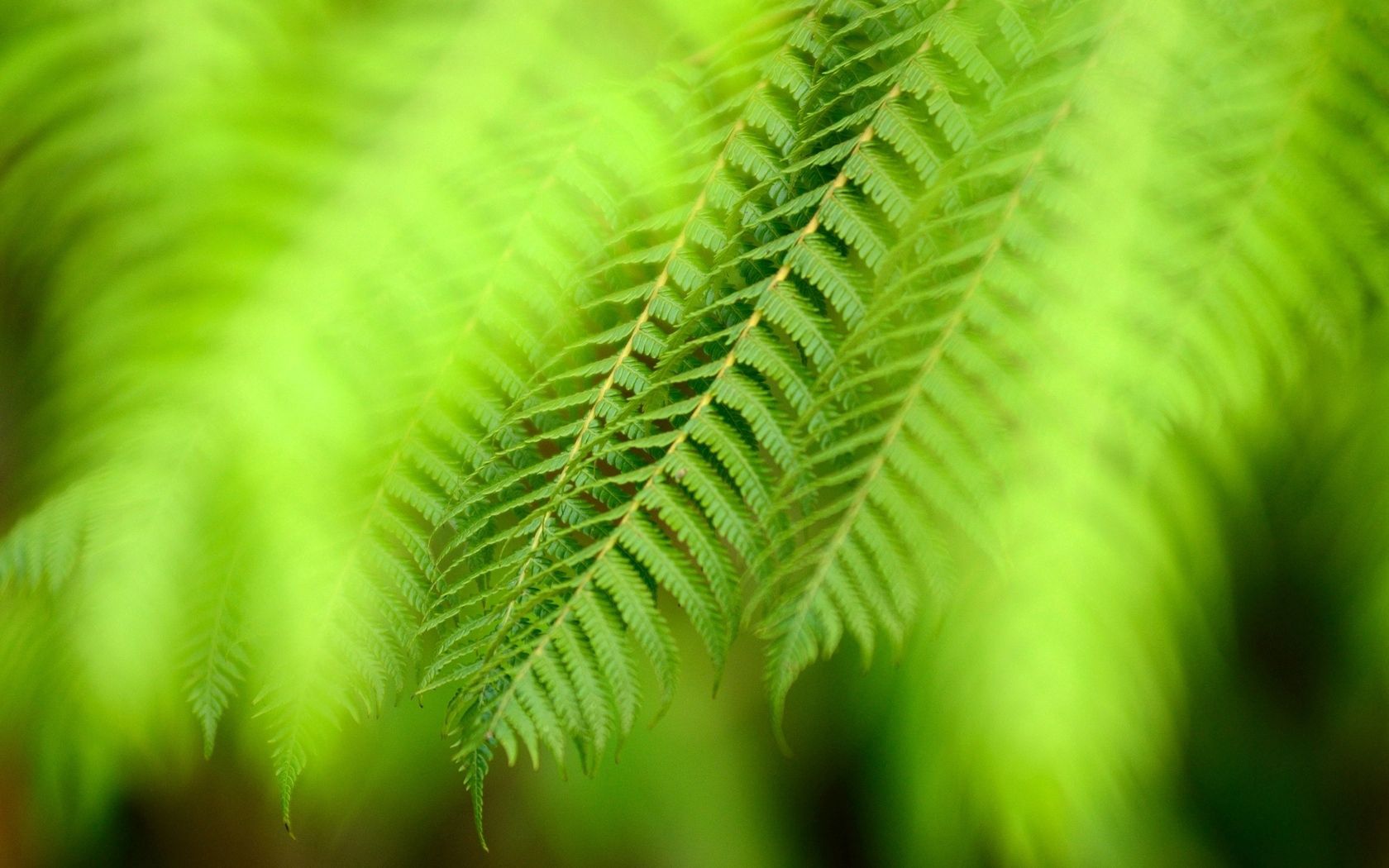 Download mobile wallpaper Macro, Glare, Leaves, Greens, Plant for free.