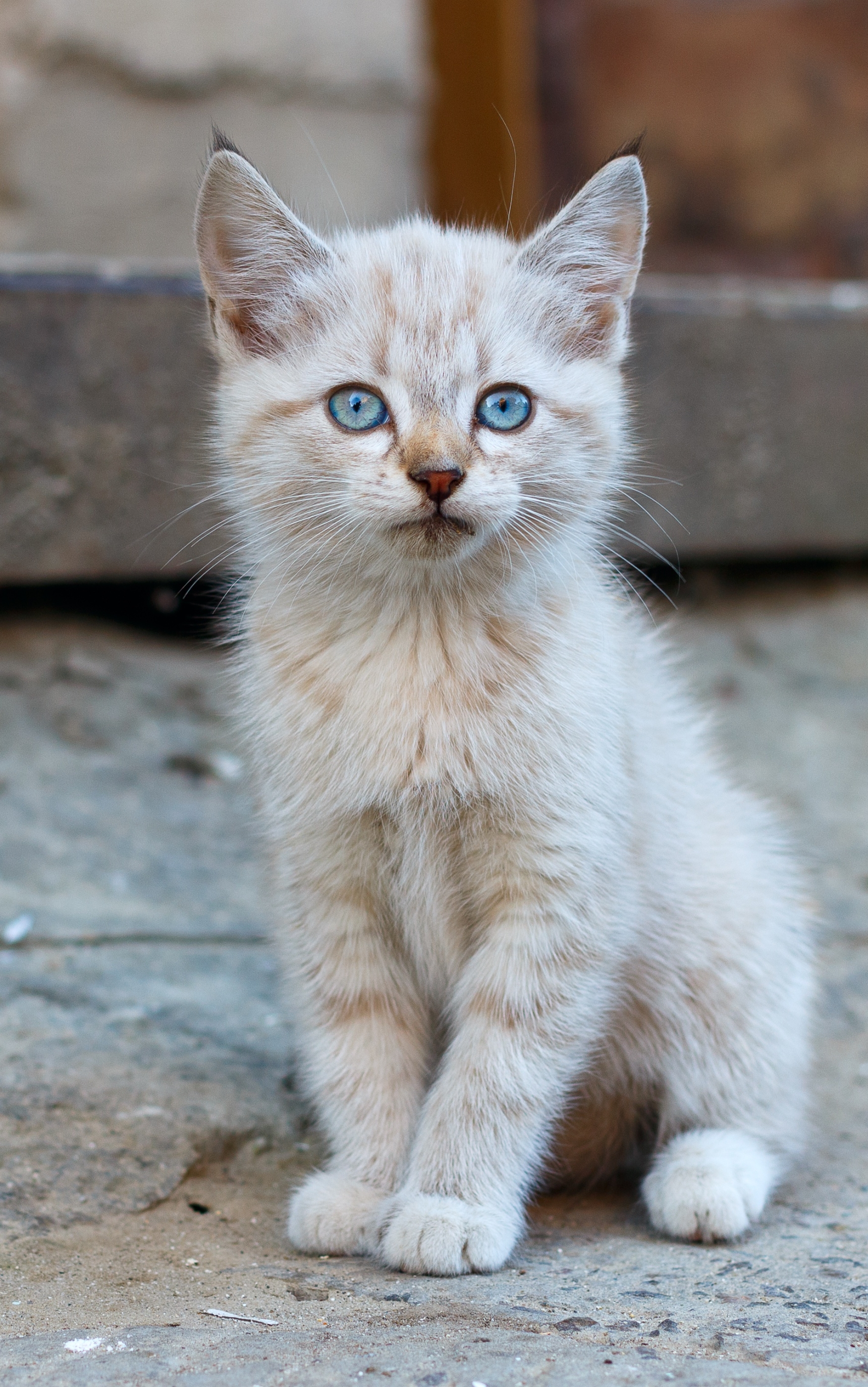 Laden Sie das Tiere, Katzen, Katze, Kätzchen, Tierbaby-Bild kostenlos auf Ihren PC-Desktop herunter