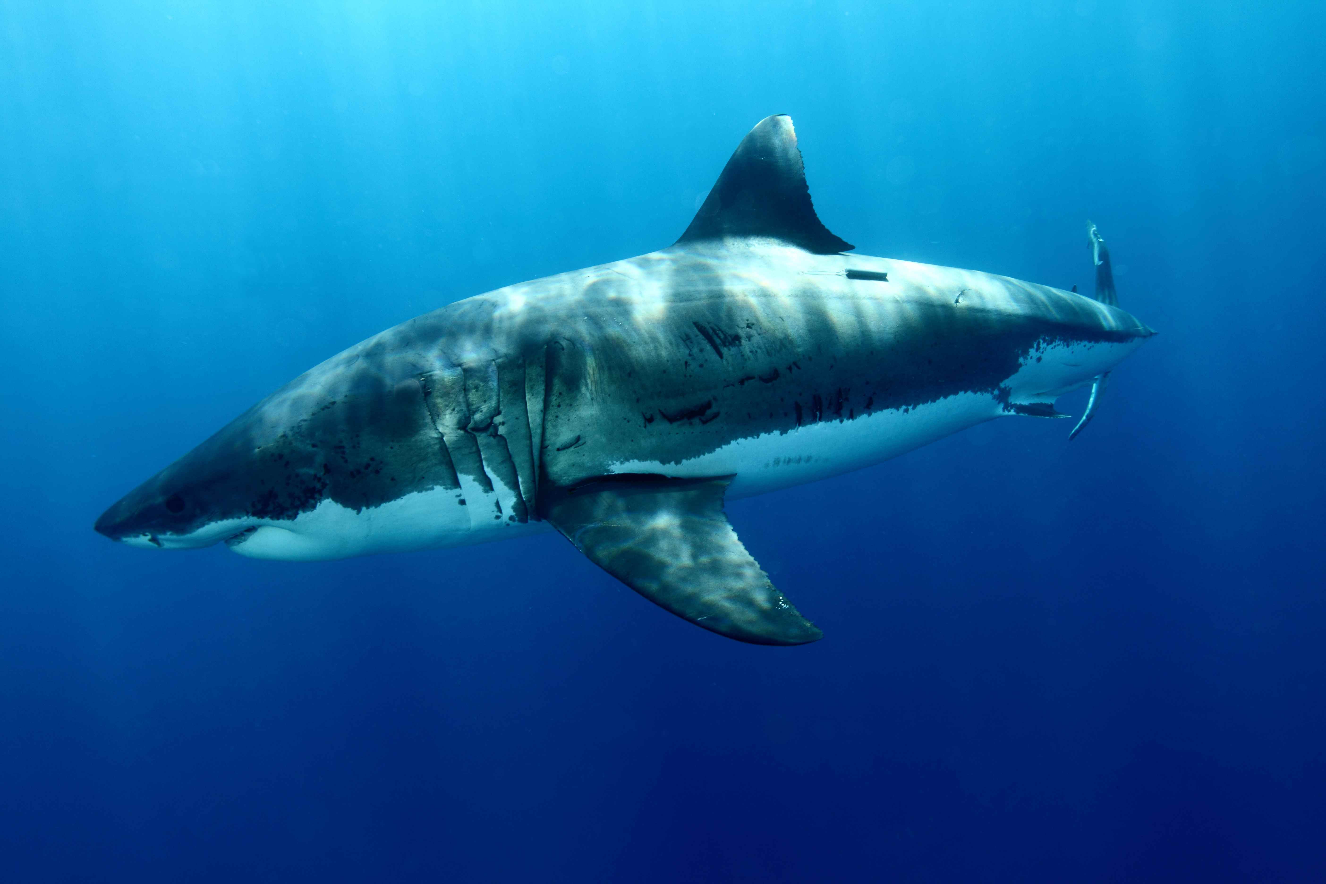 340104 télécharger le fond d'écran animaux, grand requin blanc, les requins - économiseurs d'écran et images gratuitement