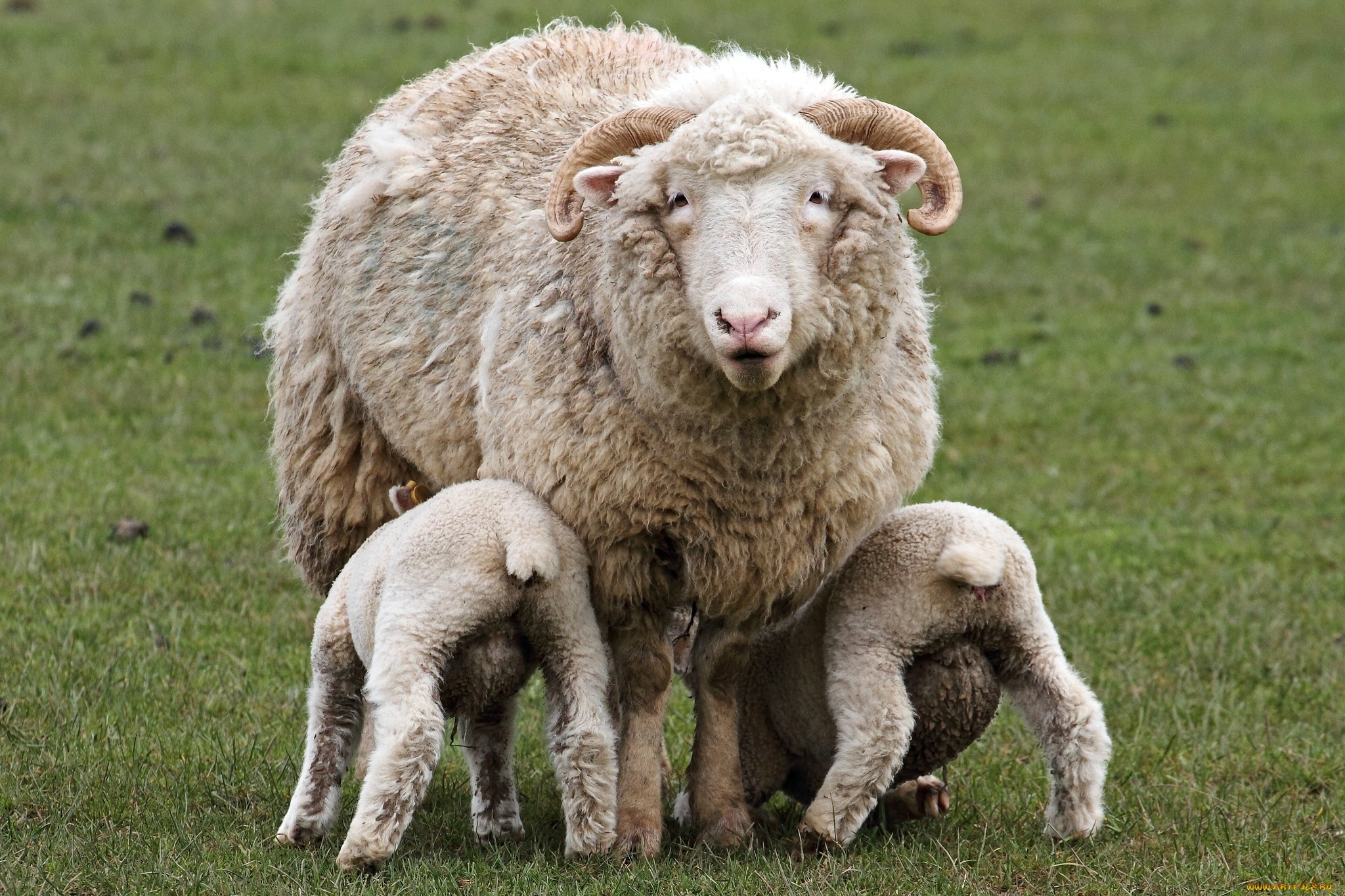 616141 descargar imagen animales, oveja: fondos de pantalla y protectores de pantalla gratis