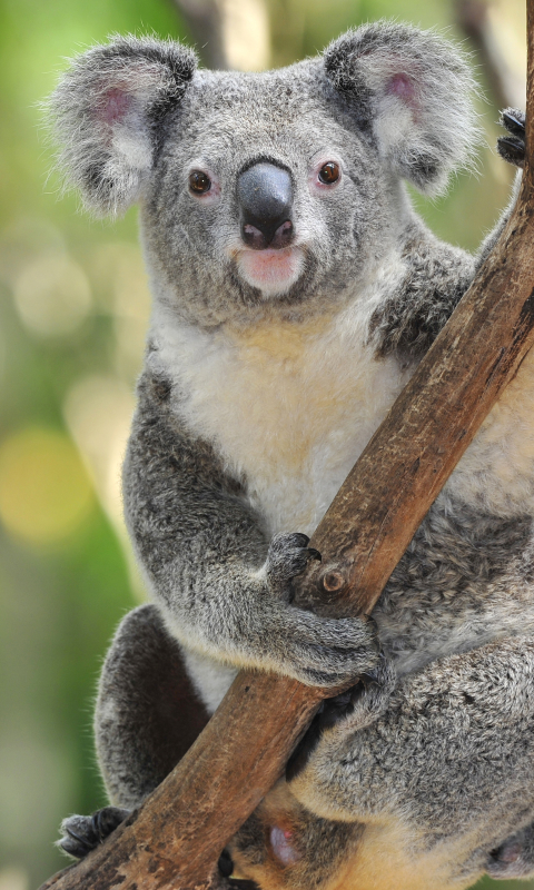 Handy-Wallpaper Tiere, Koala kostenlos herunterladen.