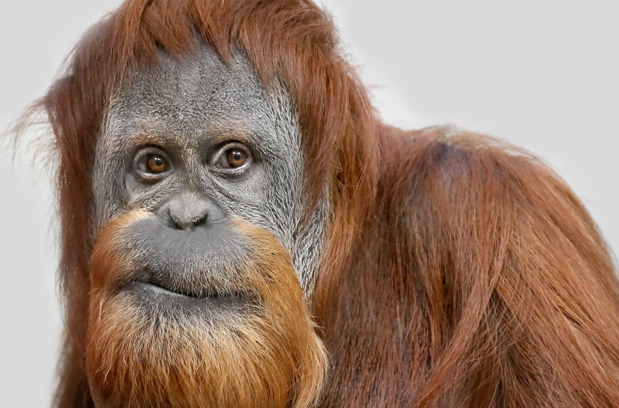 Free download wallpaper Monkeys, Monkey, Animal, Primate, Orangutan on your PC desktop