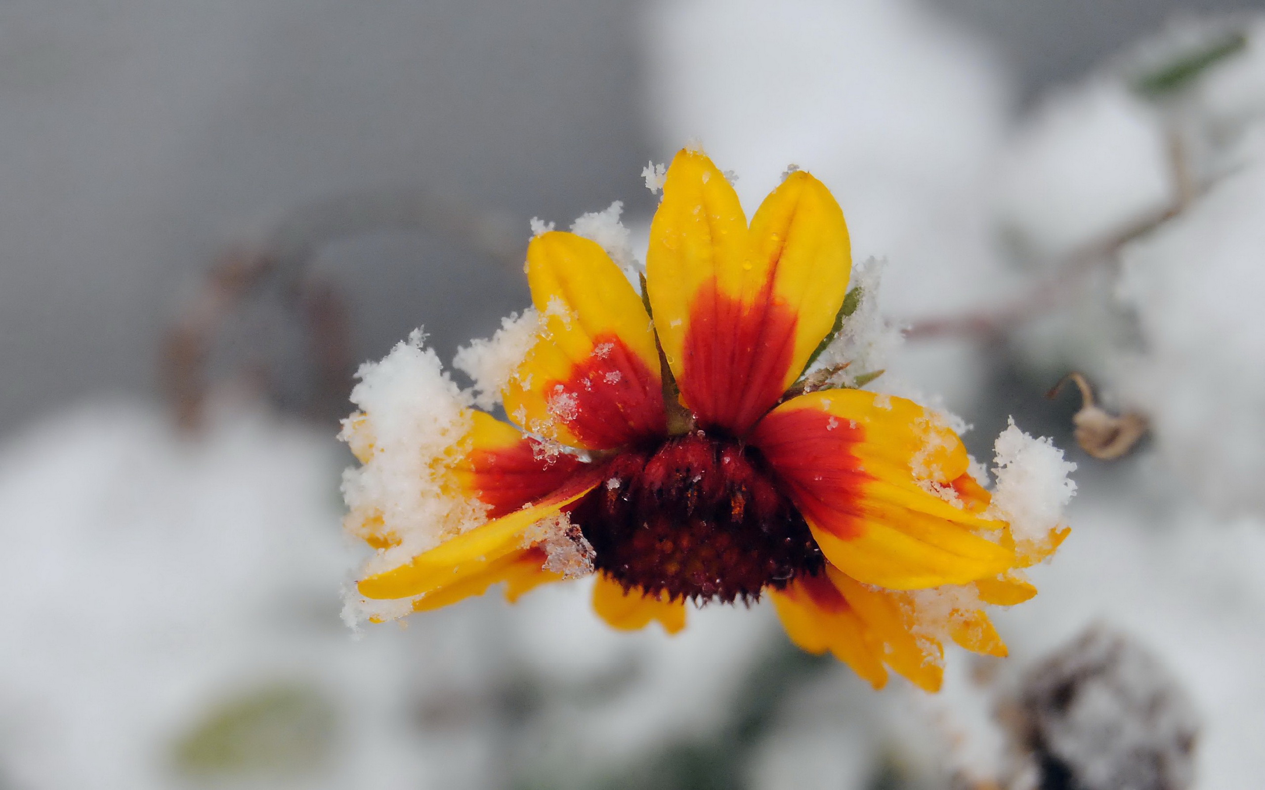 Descarga gratuita de fondo de pantalla para móvil de Flores, Flor, Tierra/naturaleza.