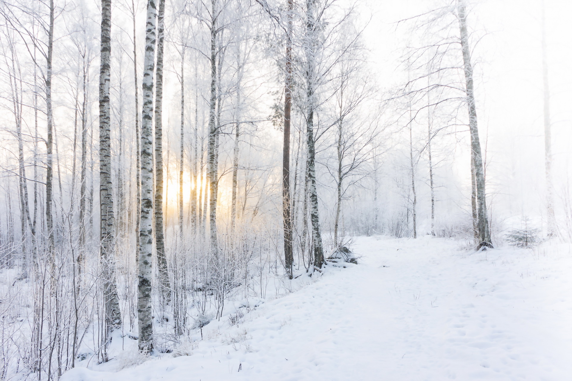 Download mobile wallpaper Winter, Nature, Snow, Tree, Sunrise, Earth for free.