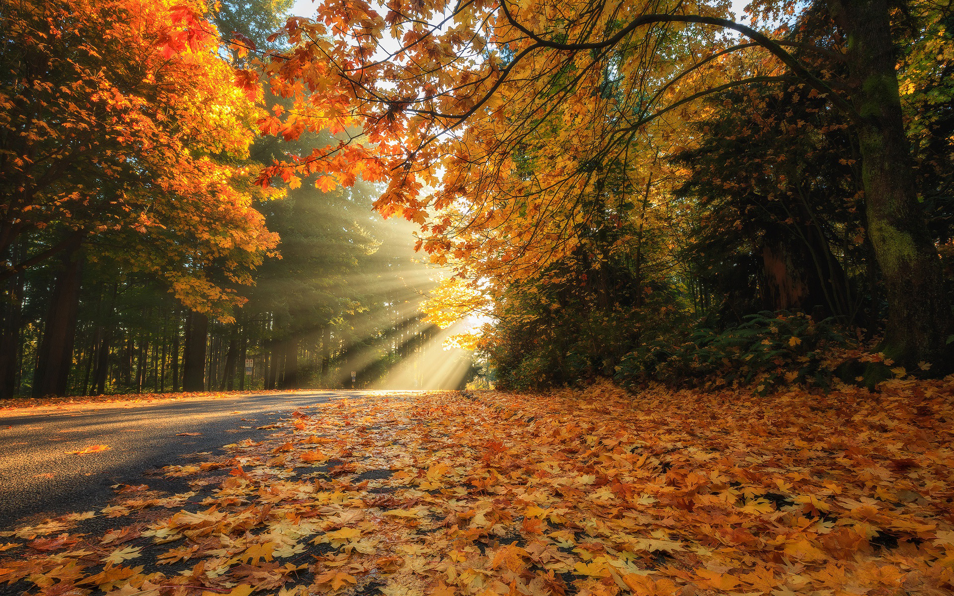 Download mobile wallpaper Nature, Road, Forest, Fall, Sunbeam, Man Made for free.