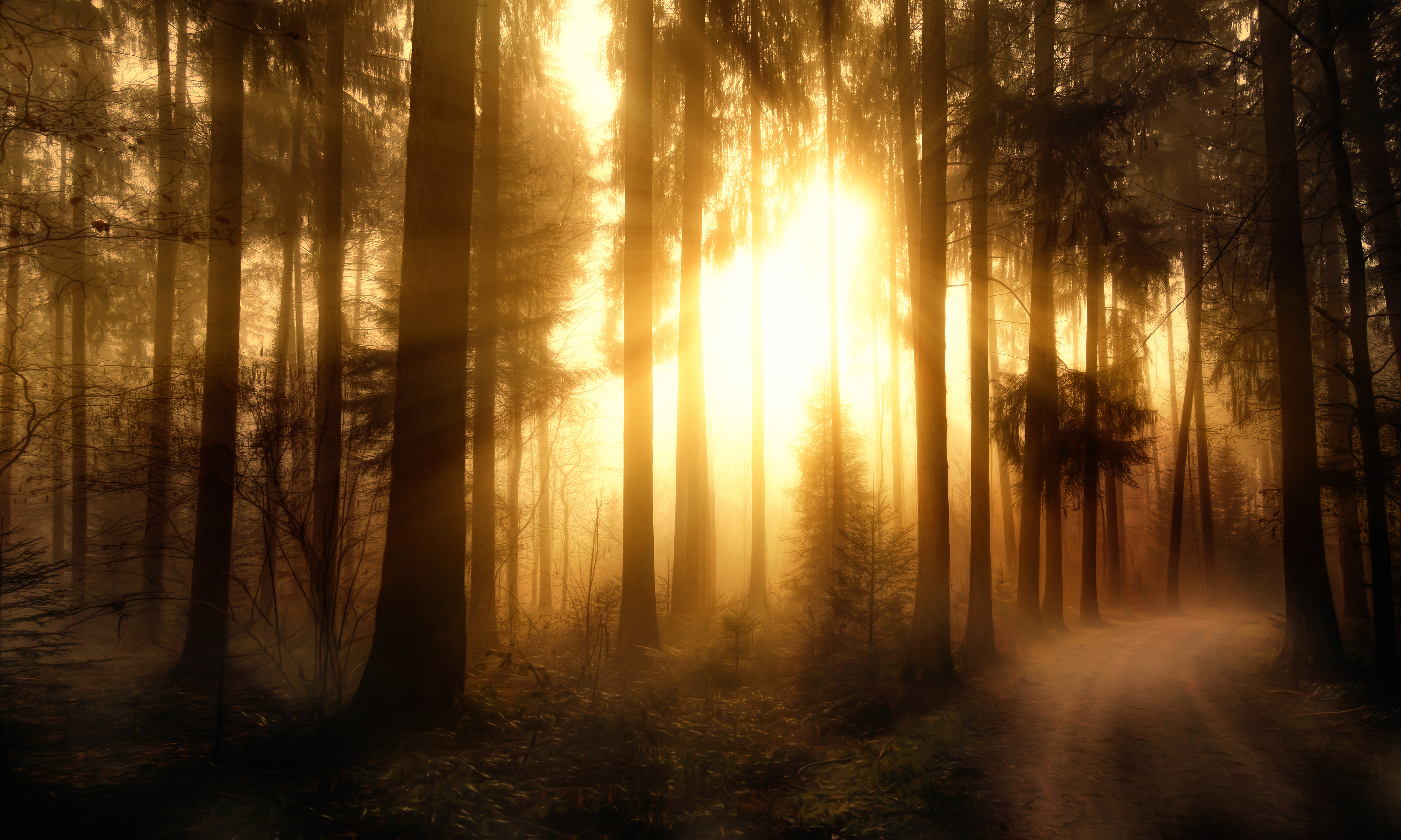 Free download wallpaper Nature, Forest, Tree, Earth, Path, Sunbeam on your PC desktop