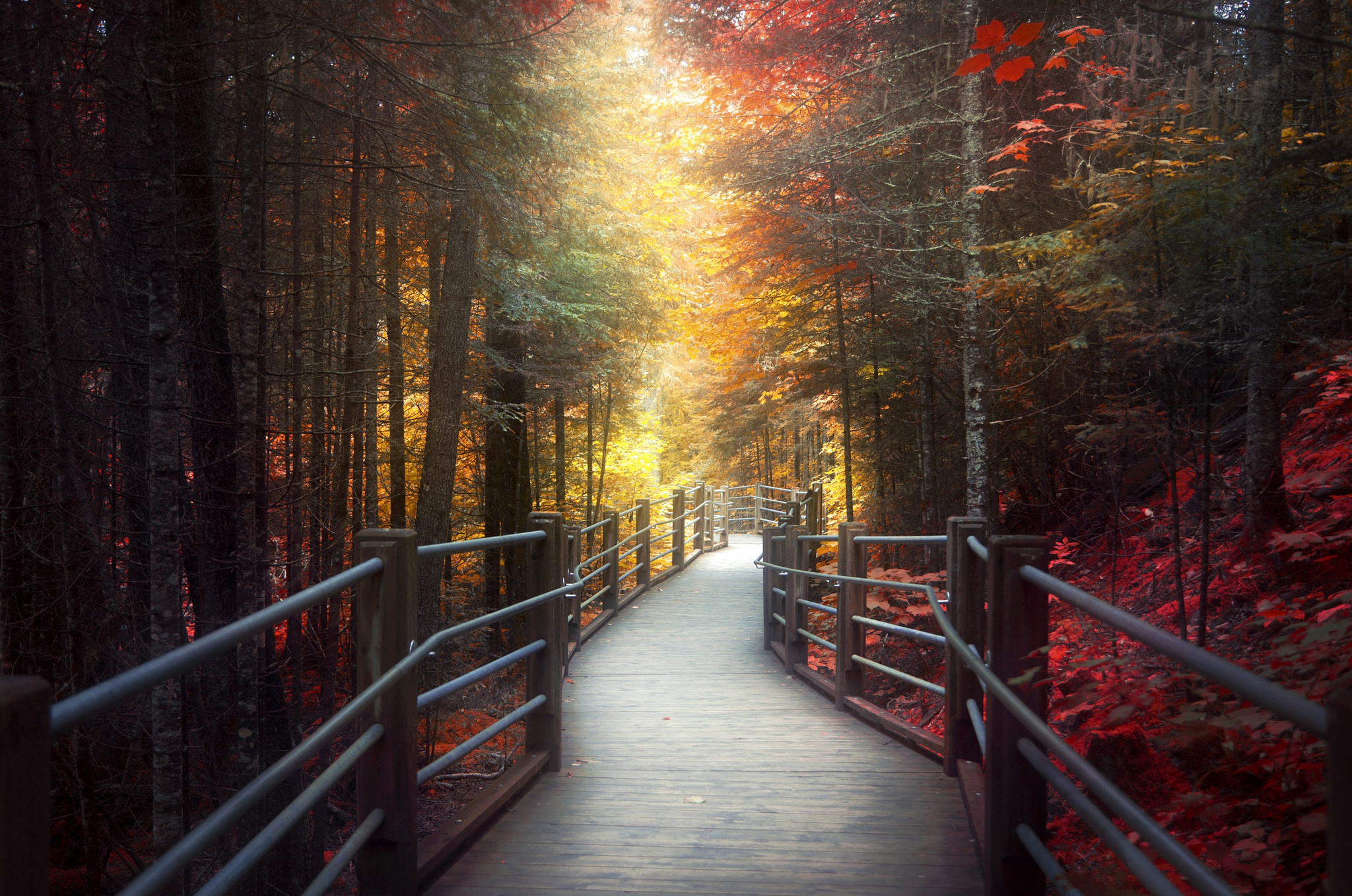 Download mobile wallpaper Nature, Forest, Tree, Fall, Path, Man Made, Walkway for free.