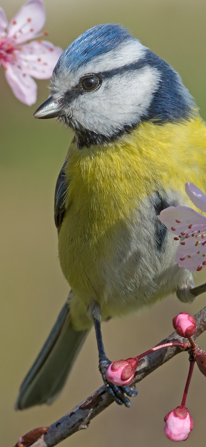 Download mobile wallpaper Birds, Bird, Animal, Titmouse, Blossom for free.