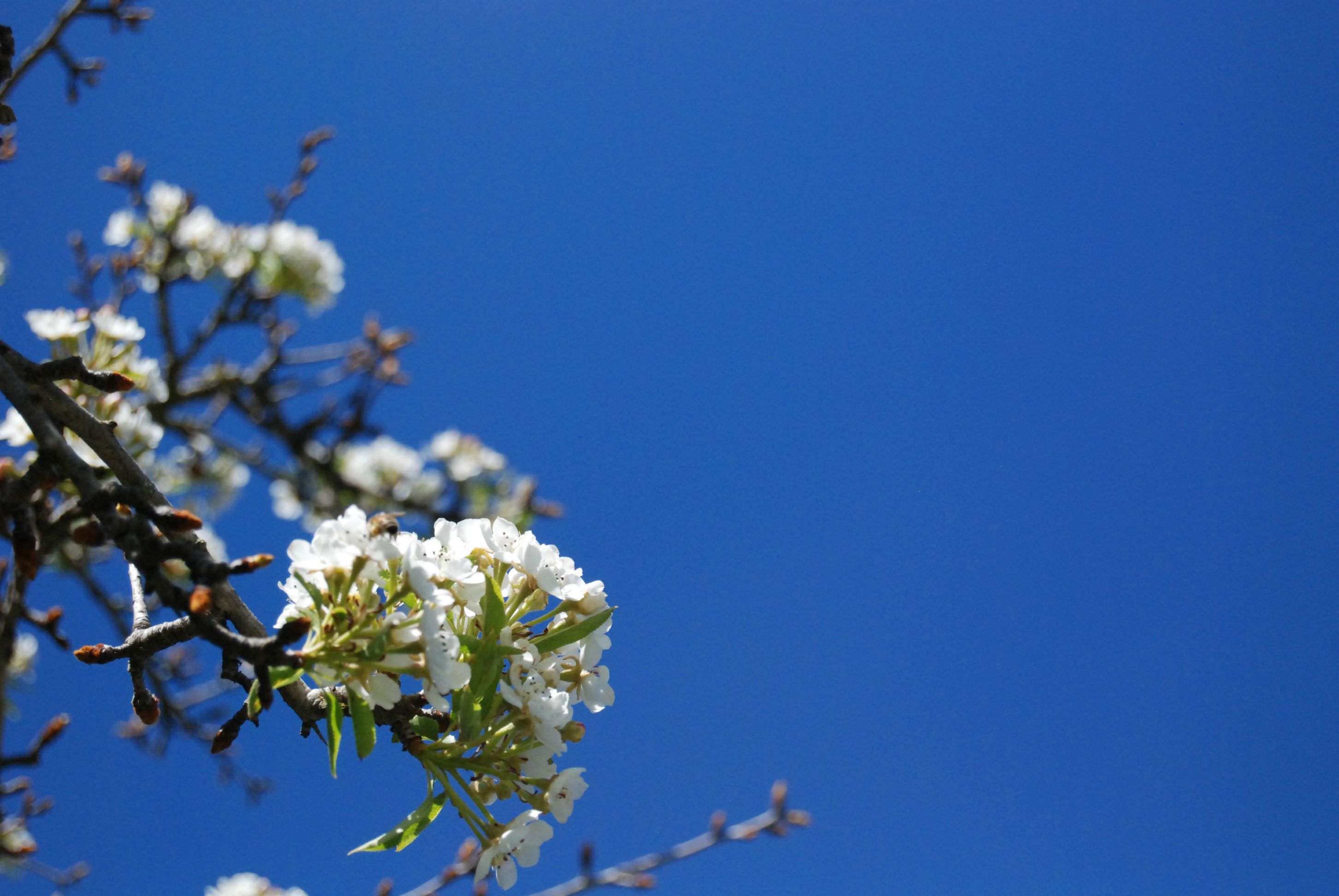 Free download wallpaper Blossom, Flowers, Earth on your PC desktop