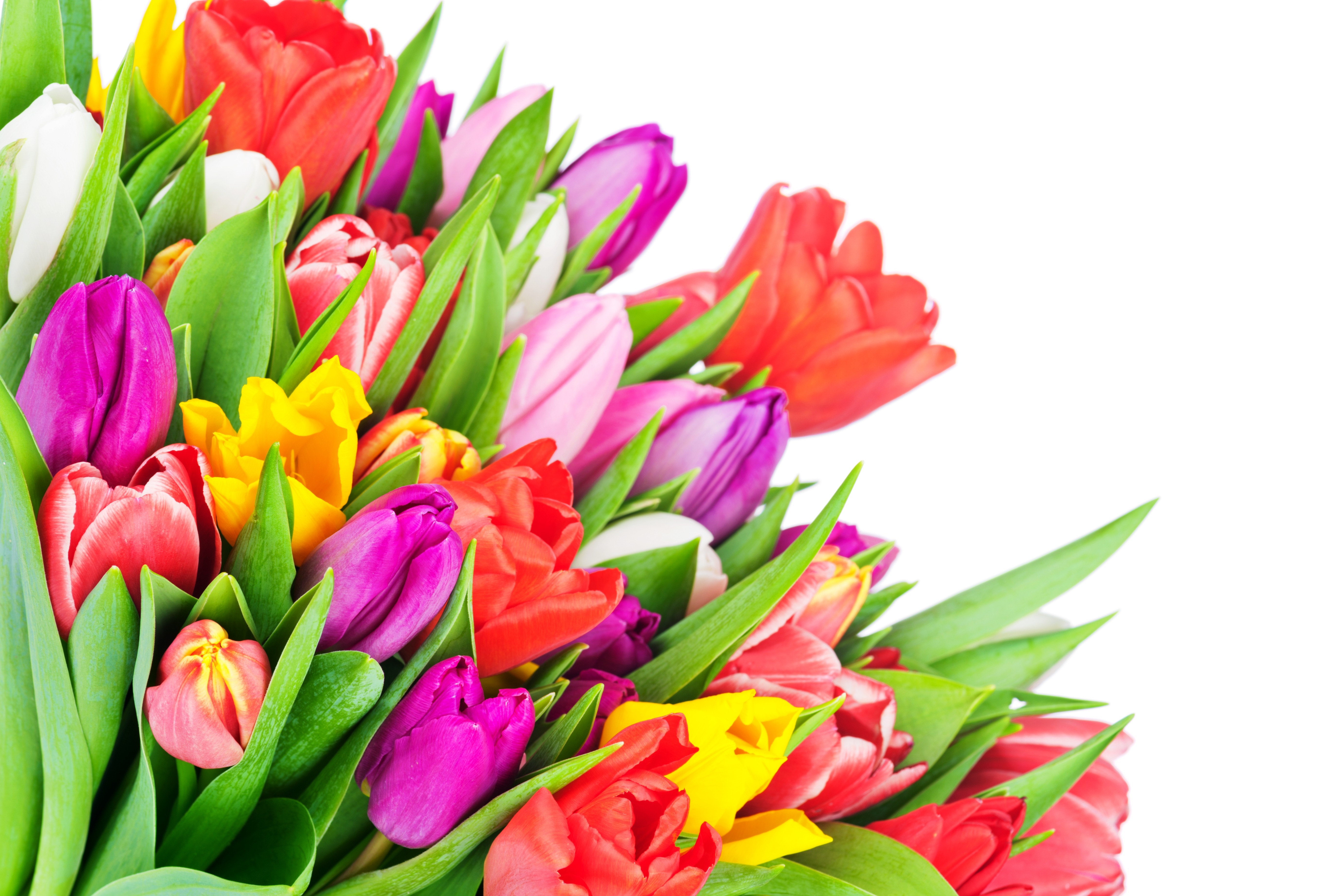 Download mobile wallpaper Flowers, Close Up, Earth, Colors, Colorful, Tulip for free.