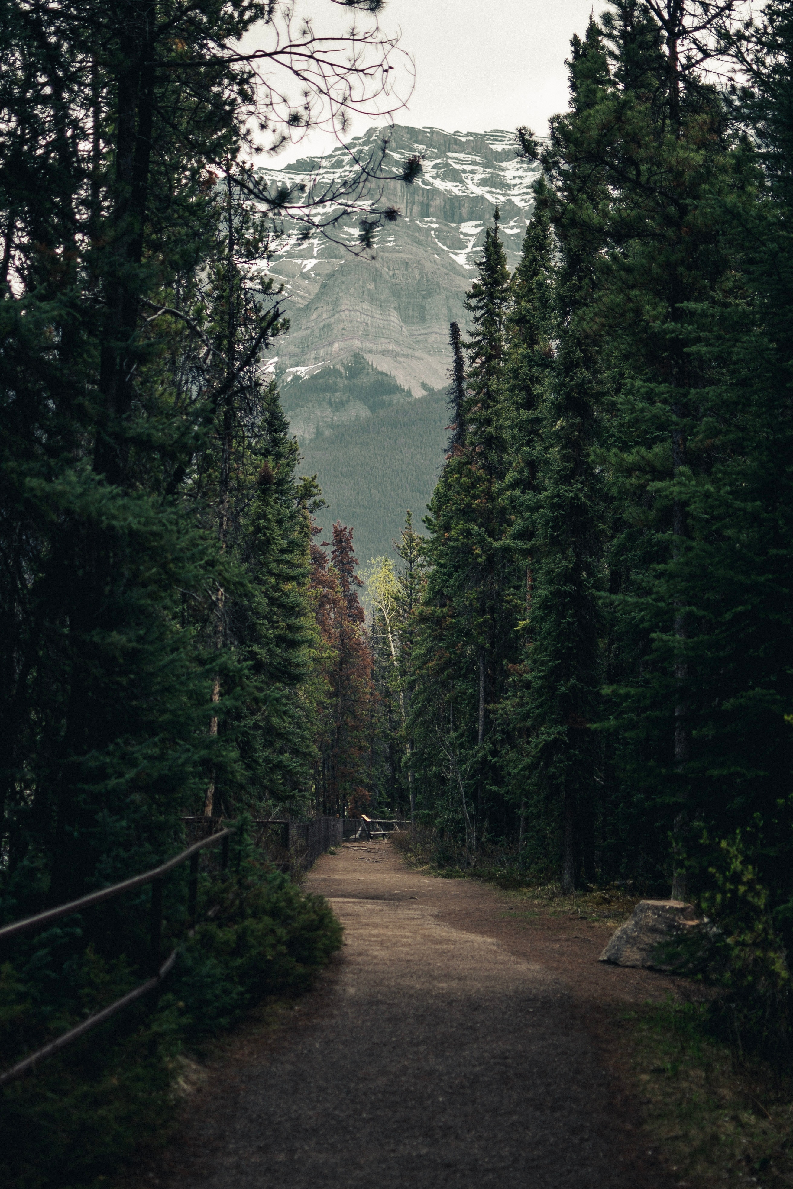 Best Forest phone Wallpapers