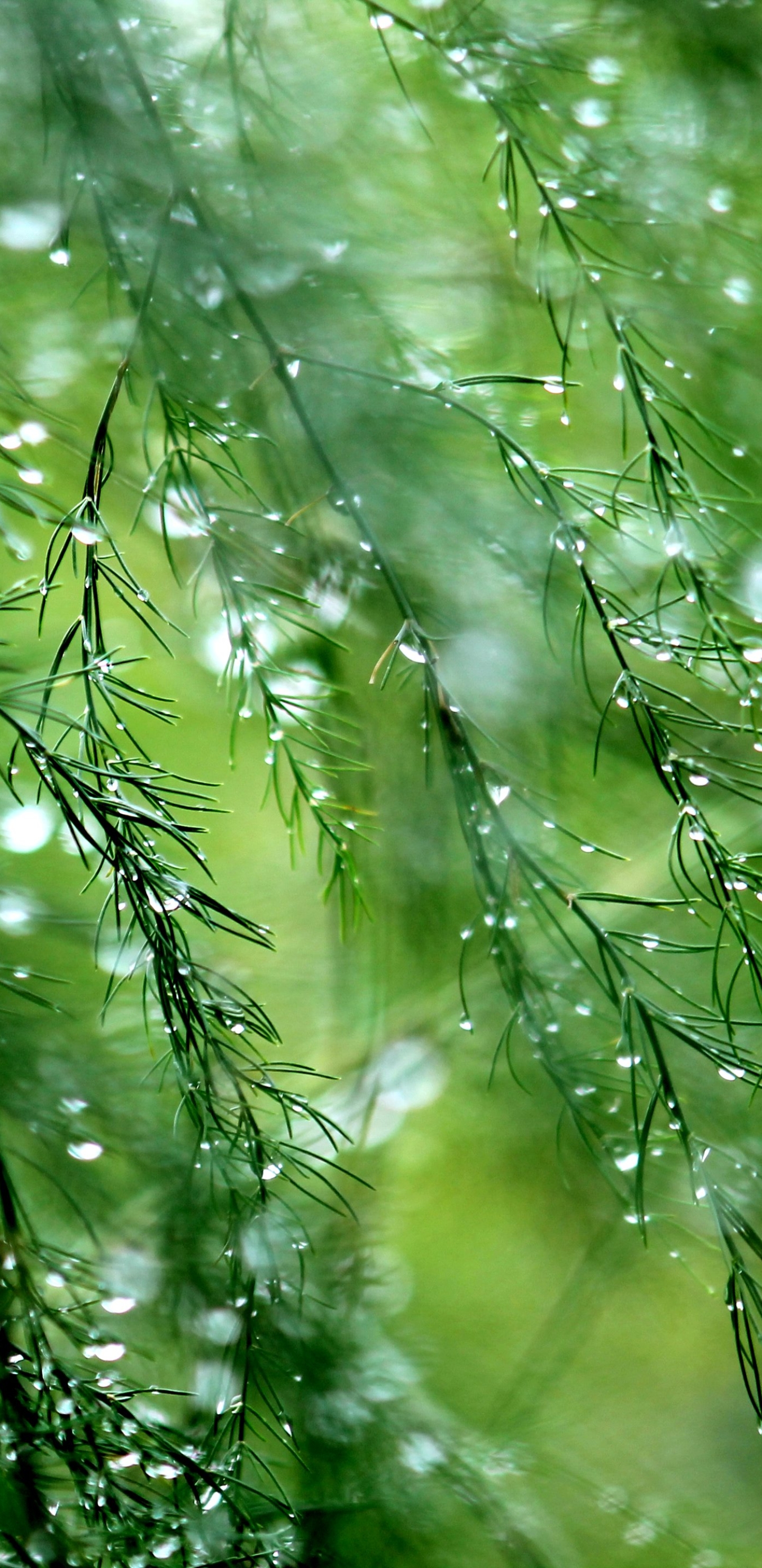Скачать картинку Дождь, Зеленый, Роса, Земля/природа, Капля Воды в телефон бесплатно.