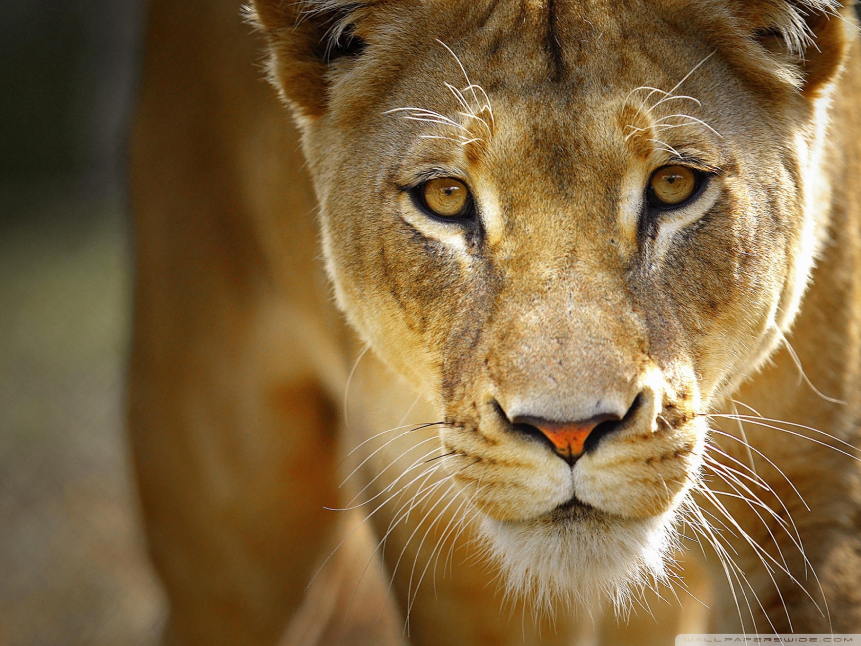 Descarga gratuita de fondo de pantalla para móvil de Animales, León.