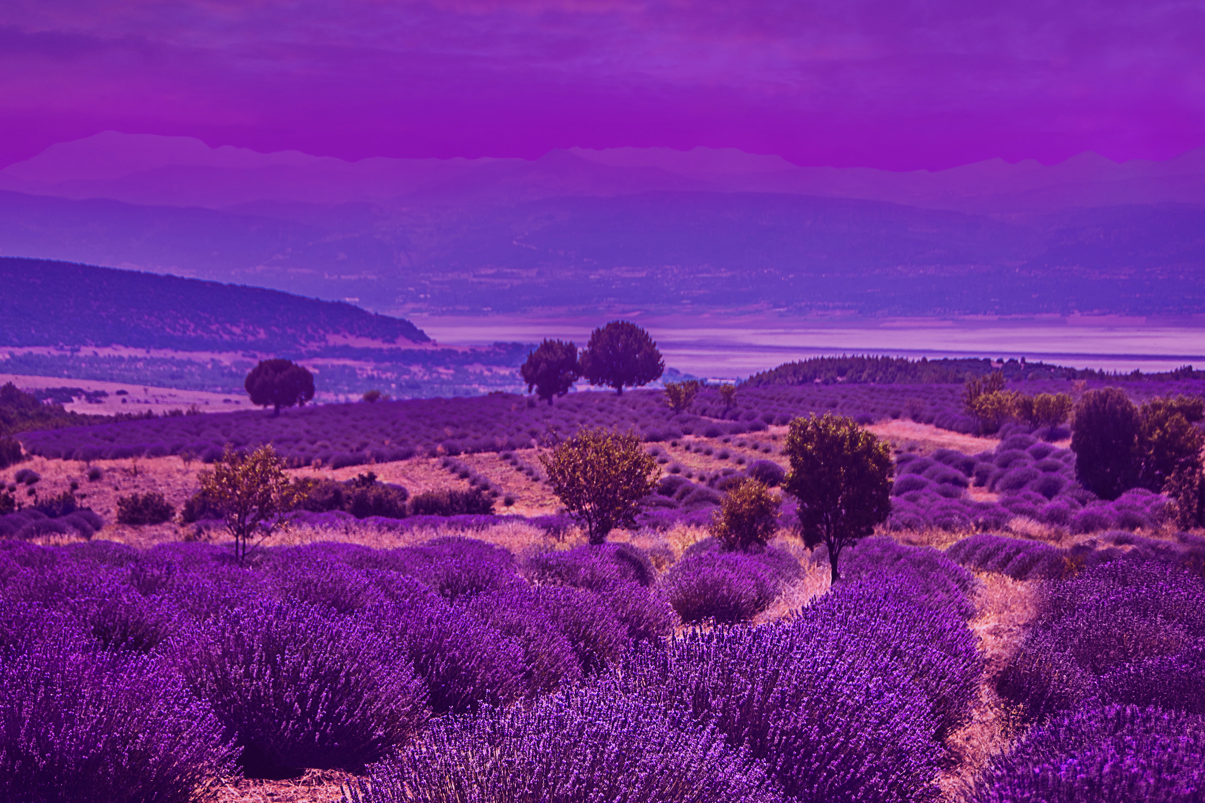 Free download wallpaper Flowers, Earth, Field, Lavender, Purple Flower on your PC desktop