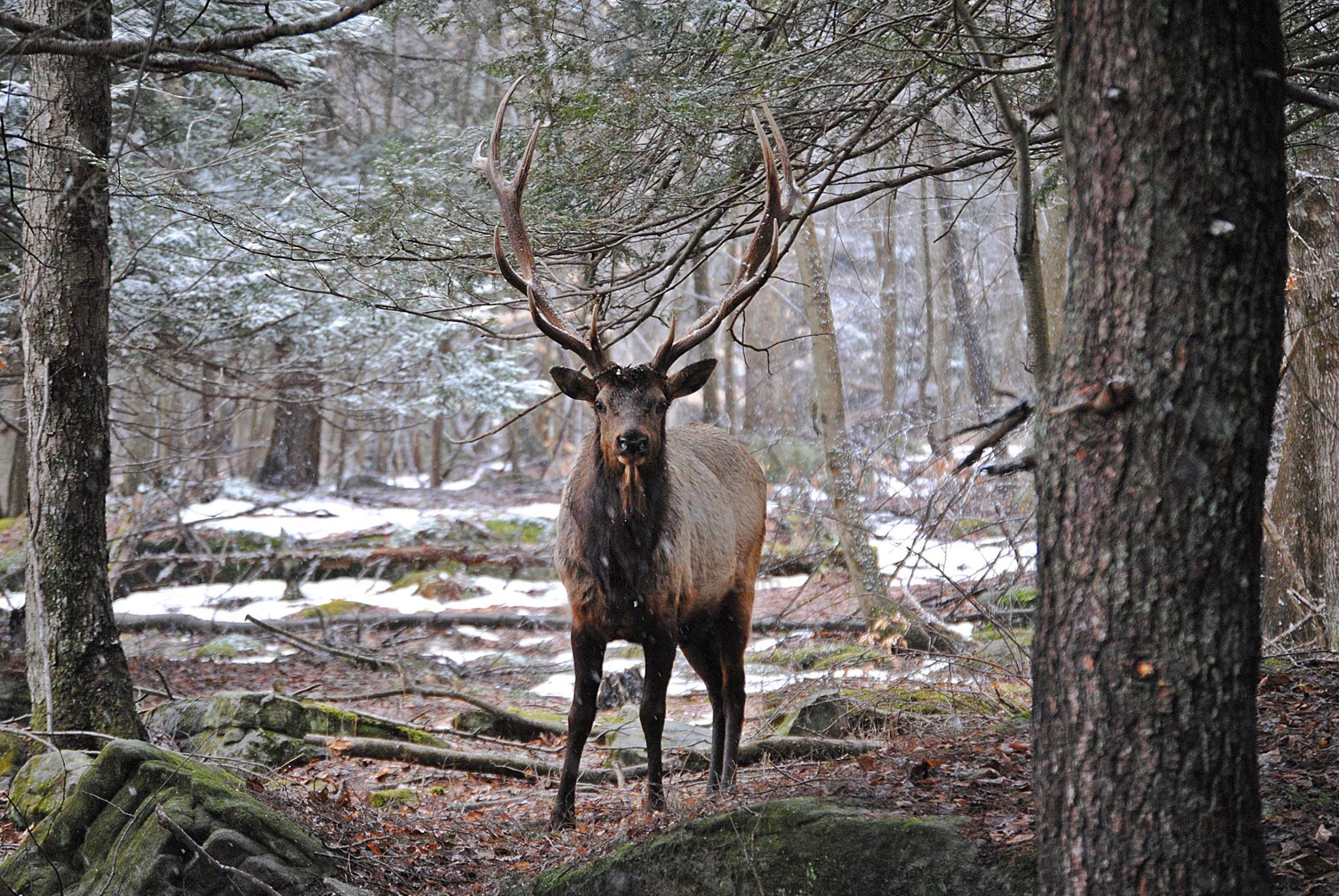 Download mobile wallpaper Nature, Forest, Tree, Animal, Elk for free.