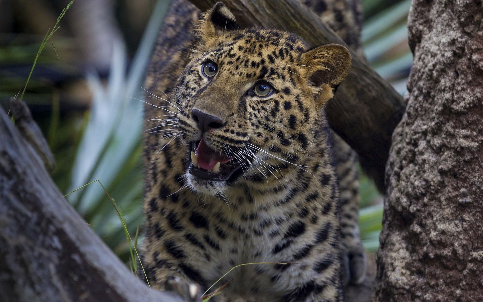 121945 Hintergrundbild herunterladen tiere, leopard, aggression, grinsen, grin, raubtier, predator, große katze, big cat - Bildschirmschoner und Bilder kostenlos