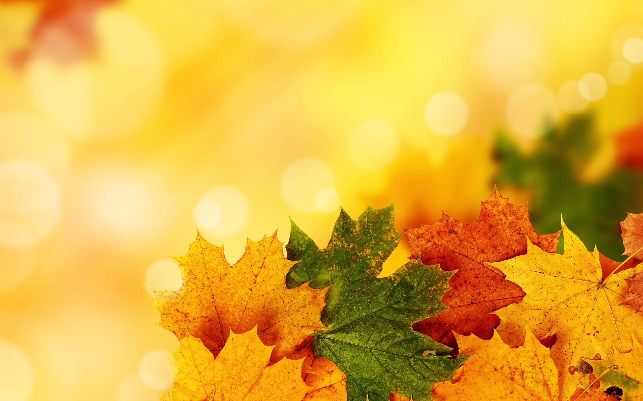 24805 скачать картинку листья, растения, осень, желтые - обои и заставки бесплатно