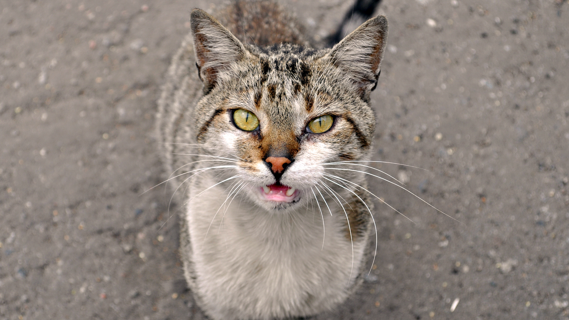 Handy-Wallpaper Tiere, Katzen, Katze kostenlos herunterladen.