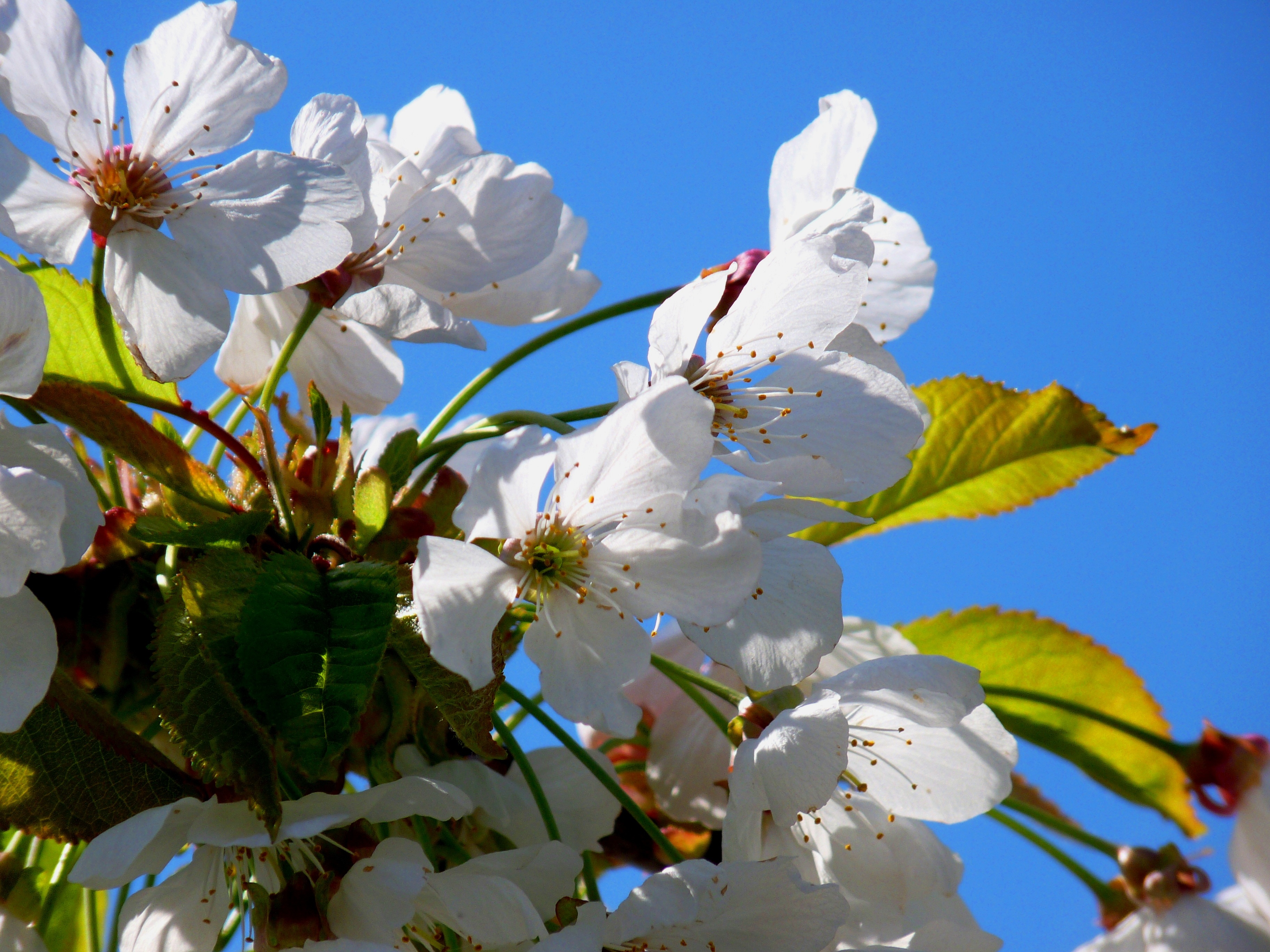 Free download wallpaper Flowers, Tree, Cherry, Wood, Flowering, Bloom, Spring on your PC desktop
