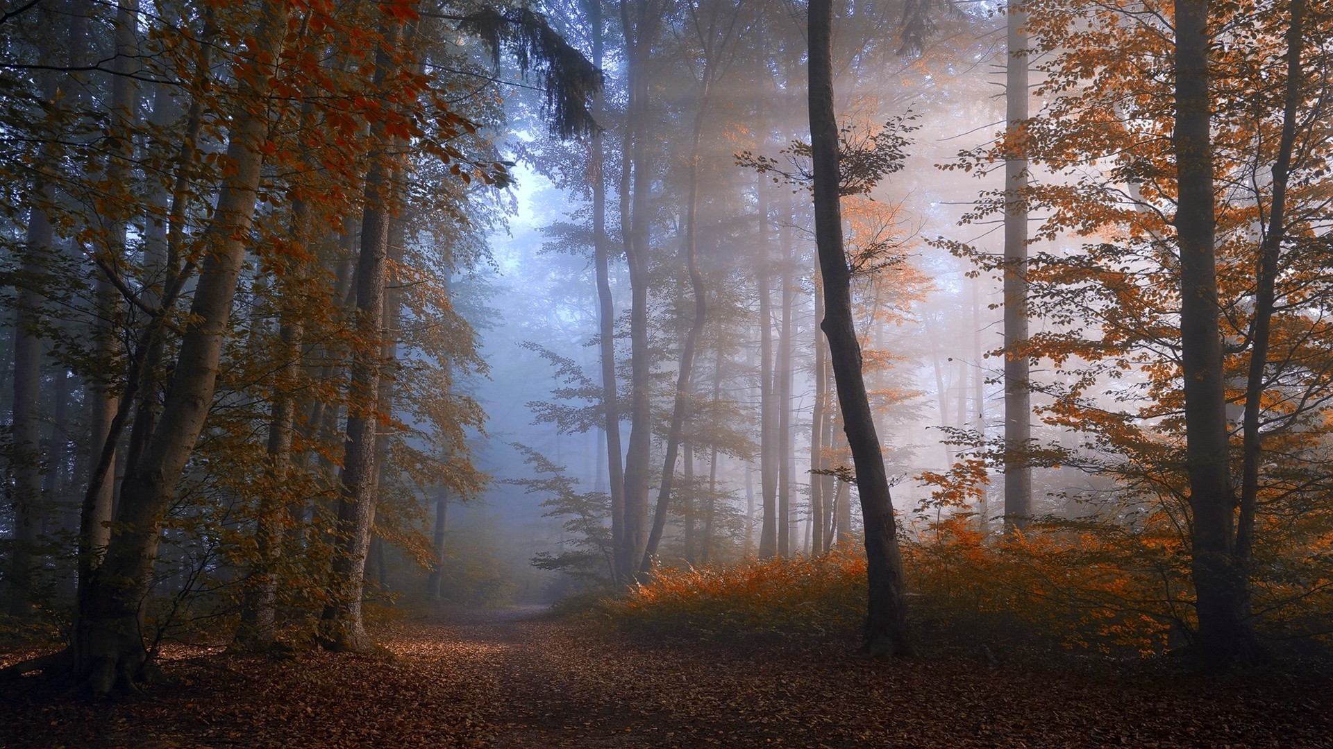 Download mobile wallpaper Forest, Fog, Fall, Earth, Path, Dirt Road for free.