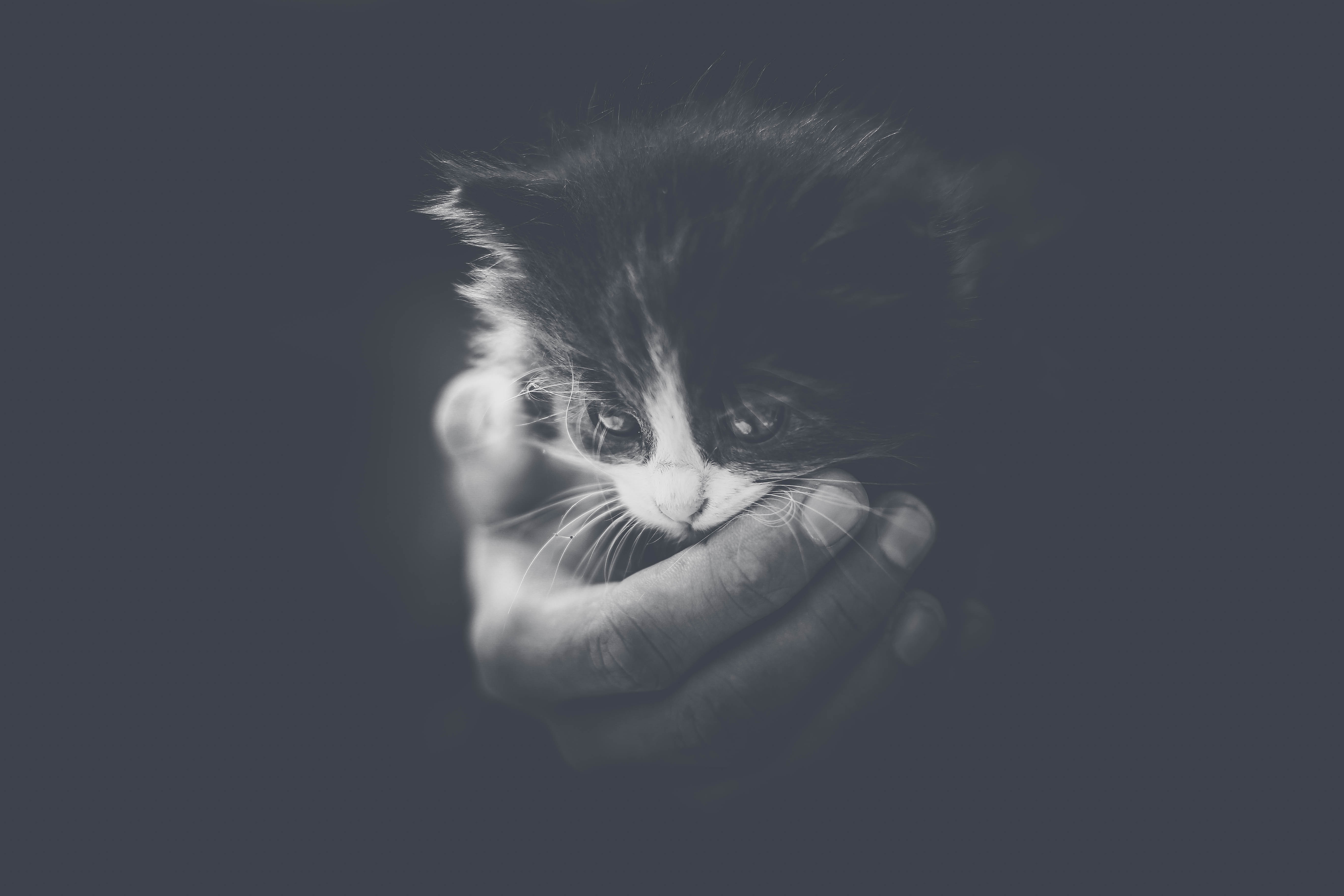 Free download wallpaper Animals, Young, Kitty, Bw, Joey, Small, Hand, Kitten, Cat, Chb on your PC desktop