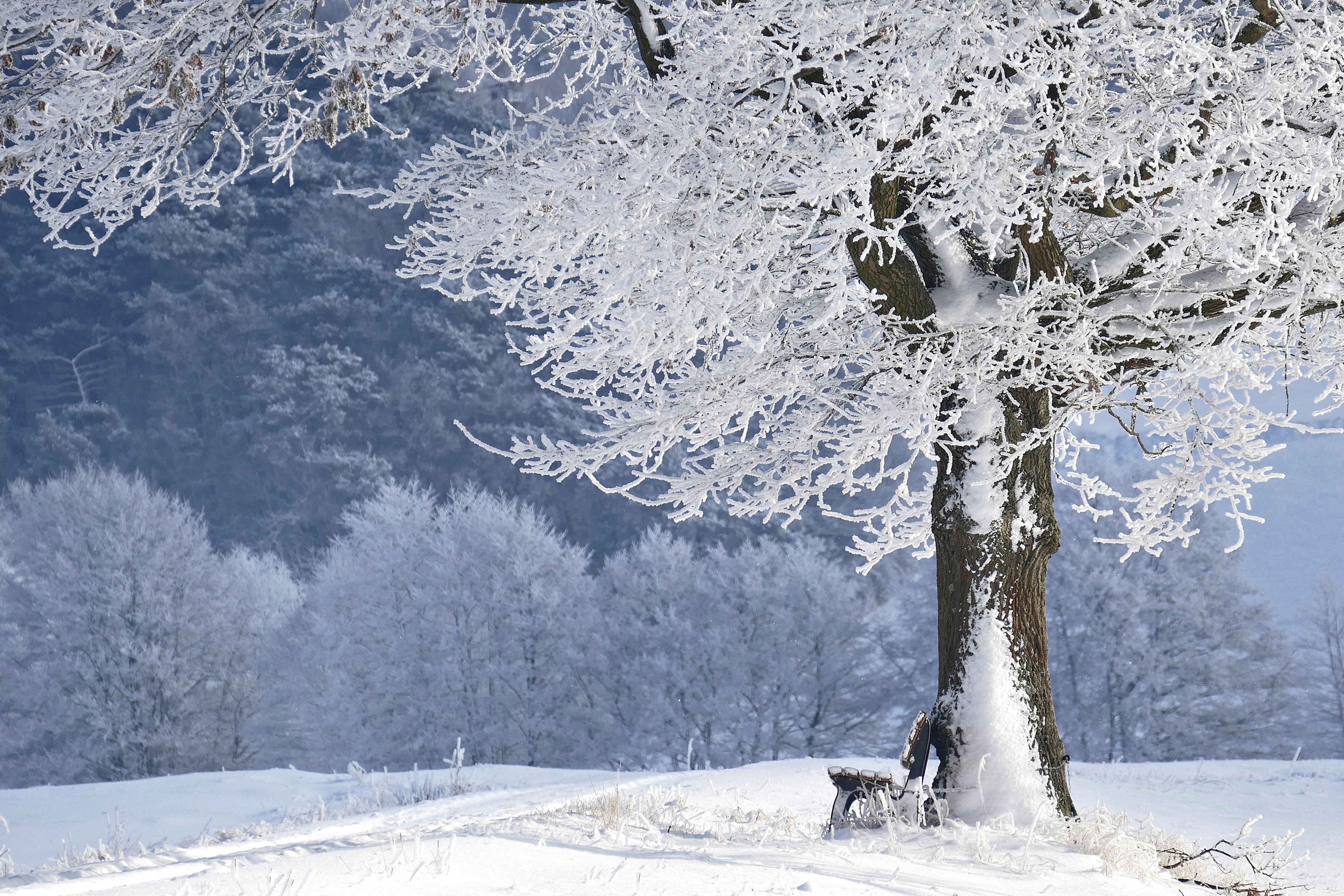 Скачать обои бесплатно Зима, Снег, Парк, Дерево, Мороз, Скамейка, Фотографии картинка на рабочий стол ПК
