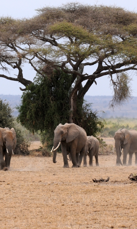 Téléchargez des papiers peints mobile Éléphant De Savane D'afrique, Éléphants, Animaux gratuitement.