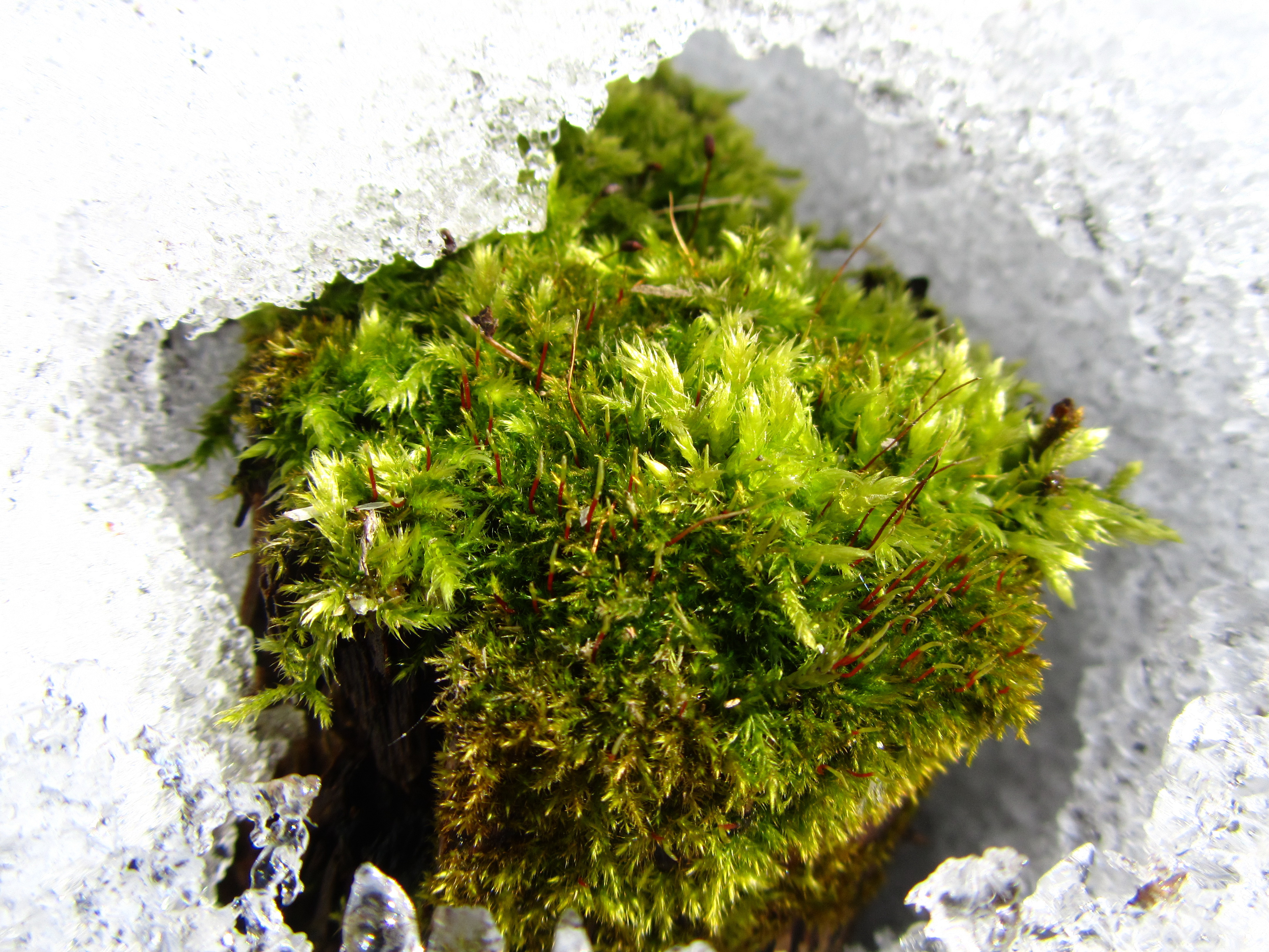 Download mobile wallpaper Earth, Moss for free.