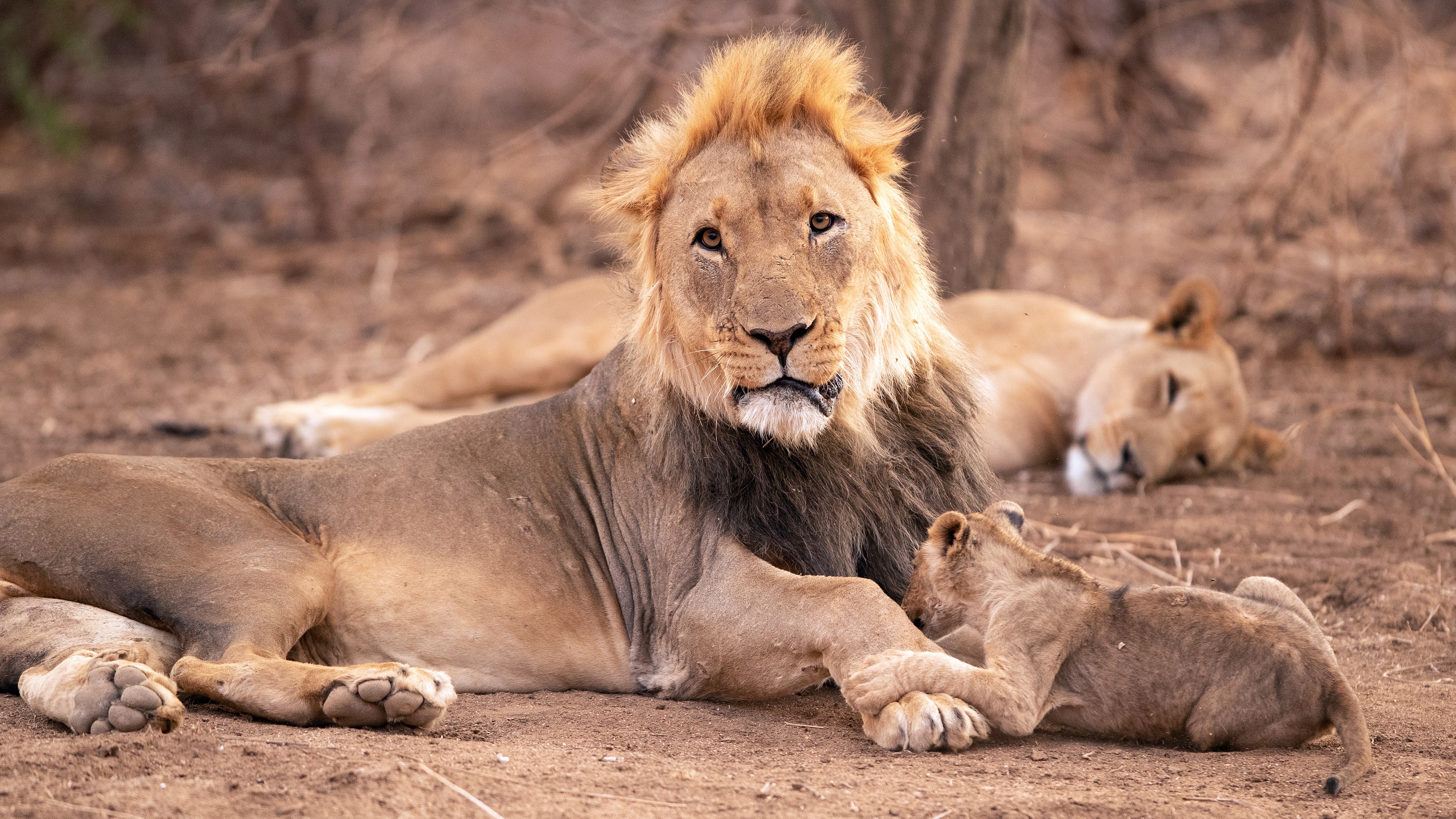 Téléchargez gratuitement l'image Animaux, Chats, Lion, Lionceau, Bébé Animal sur le bureau de votre PC