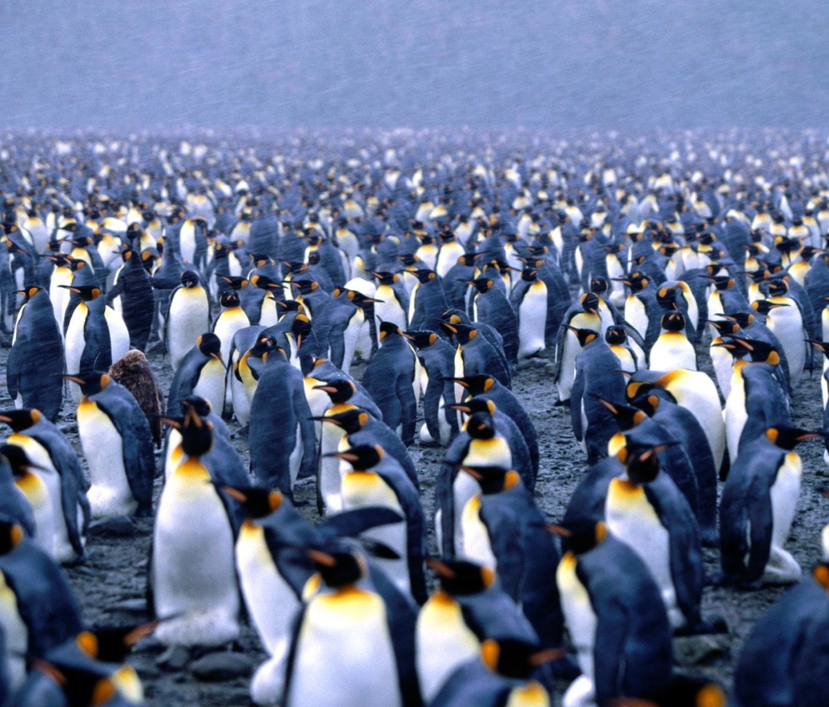 Download mobile wallpaper Birds, Bird, Animal, Penguin, Emperor Penguin for free.