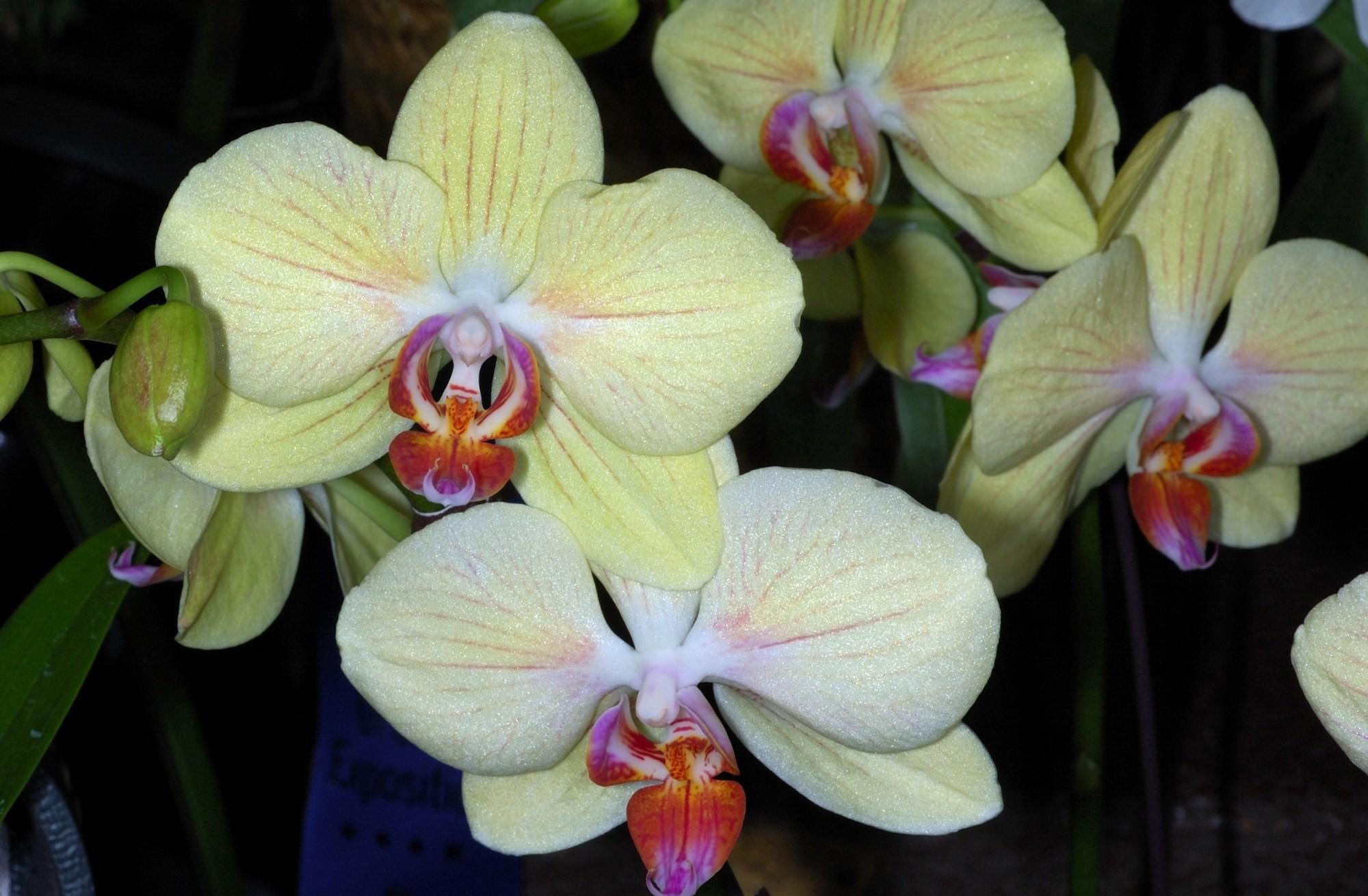 116550 скачать картинку орхидеи, ветка, цветы, крупный план - обои и заставки бесплатно