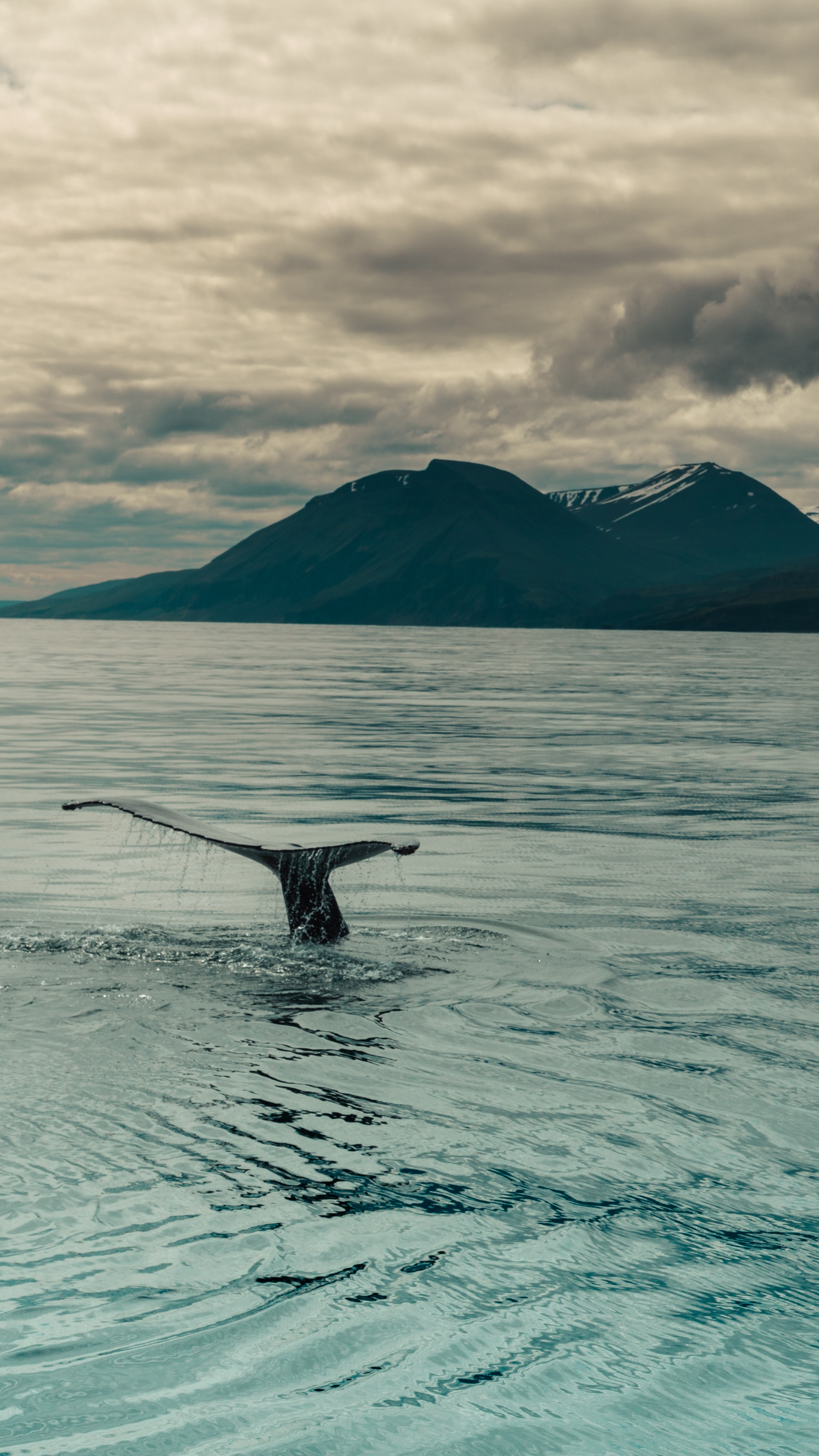 51123 télécharger le fond d'écran baleine, animaux, eau, mer, queue - économiseurs d'écran et images gratuitement