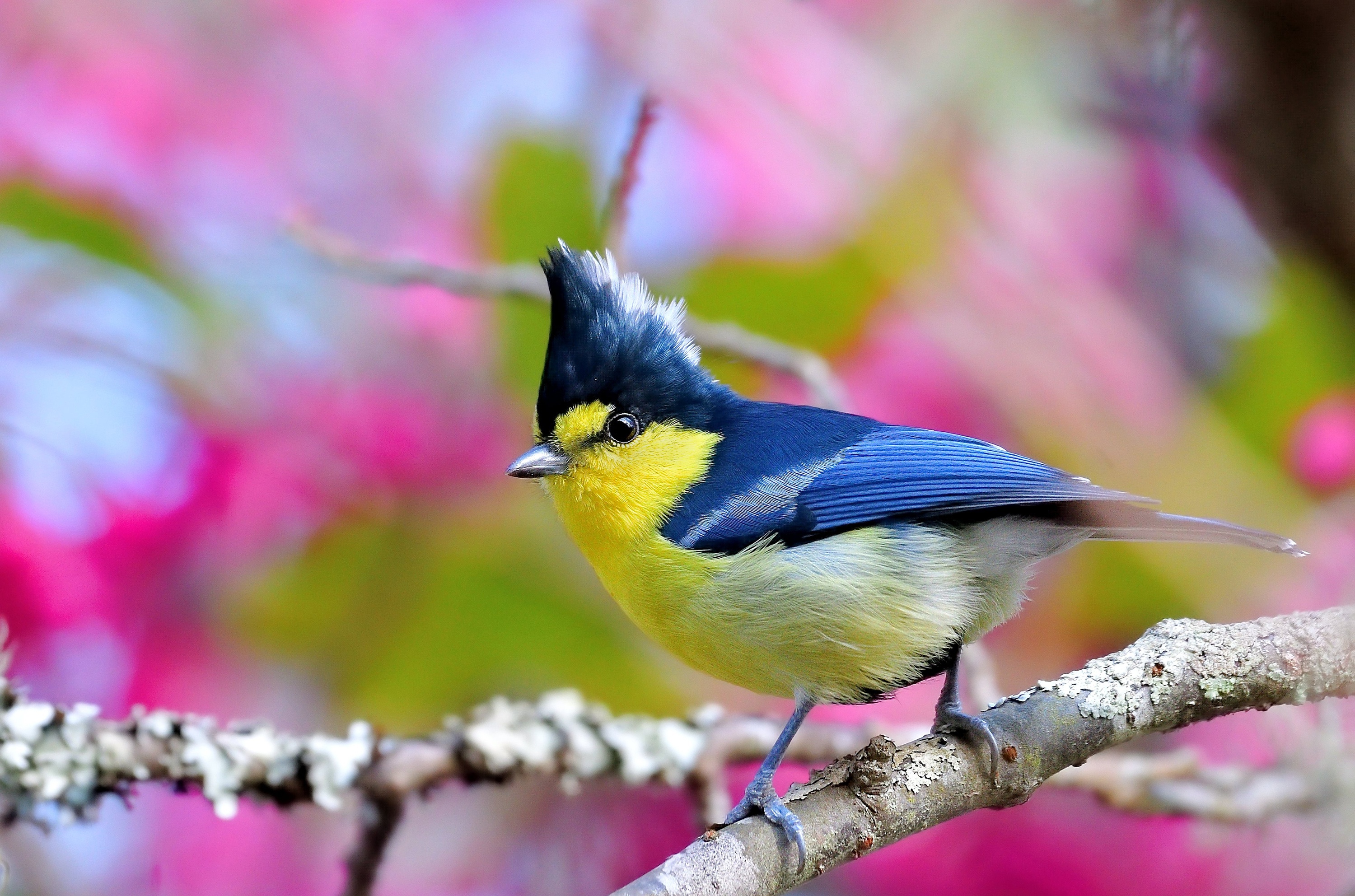Laden Sie das Tiere, Vögel, Vogel, Meise, Sperling-Bild kostenlos auf Ihren PC-Desktop herunter
