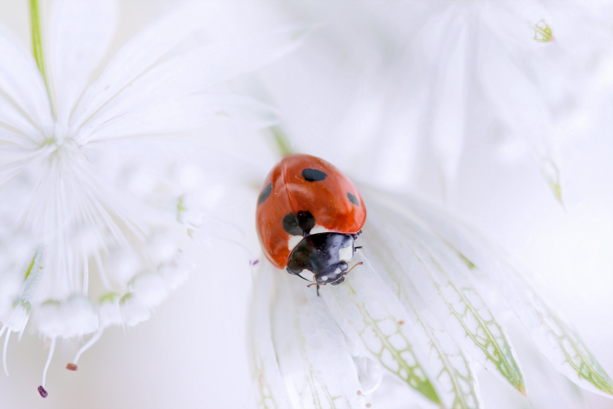 Téléchargez des papiers peints mobile Animaux, Fleur, Insecte, Cocinelle gratuitement.