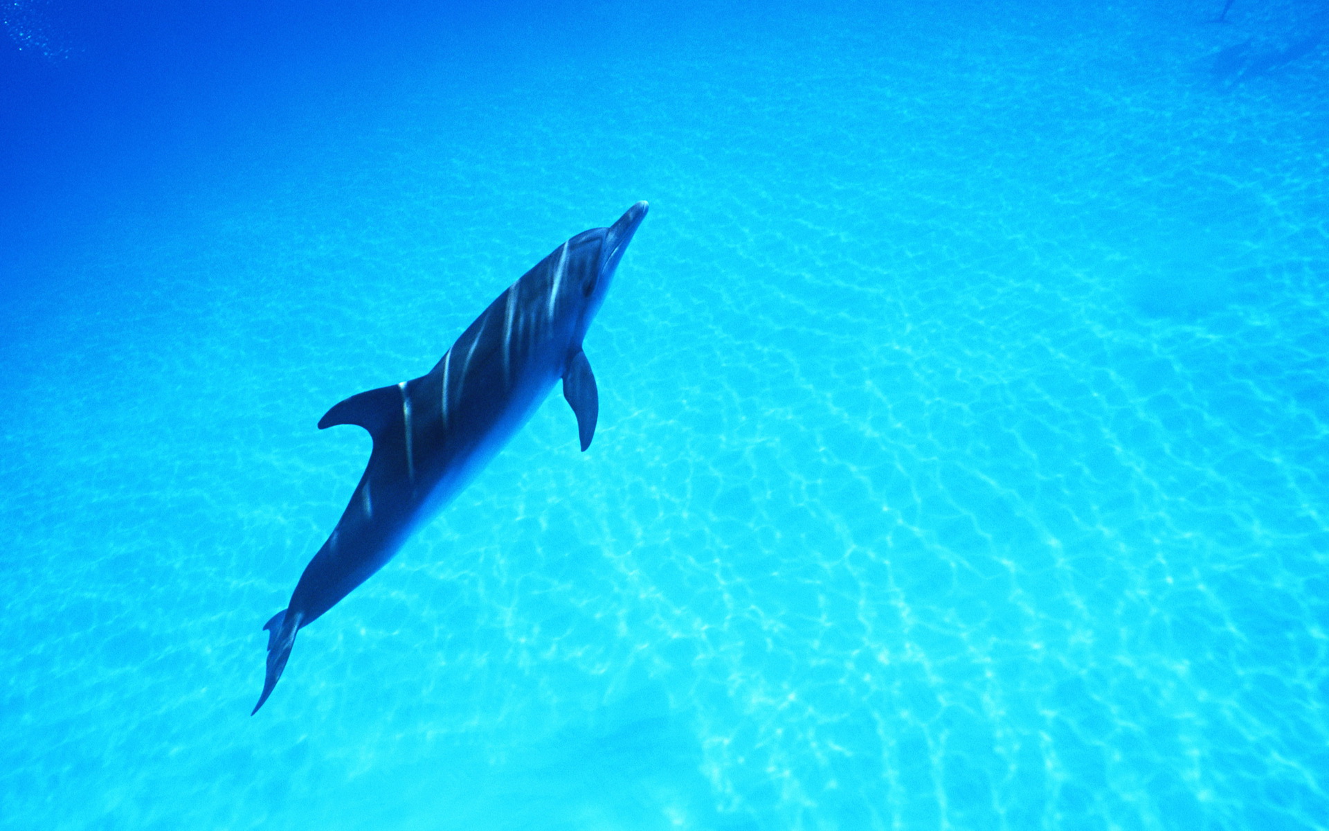 Handy-Wallpaper Tiere, Delfin kostenlos herunterladen.