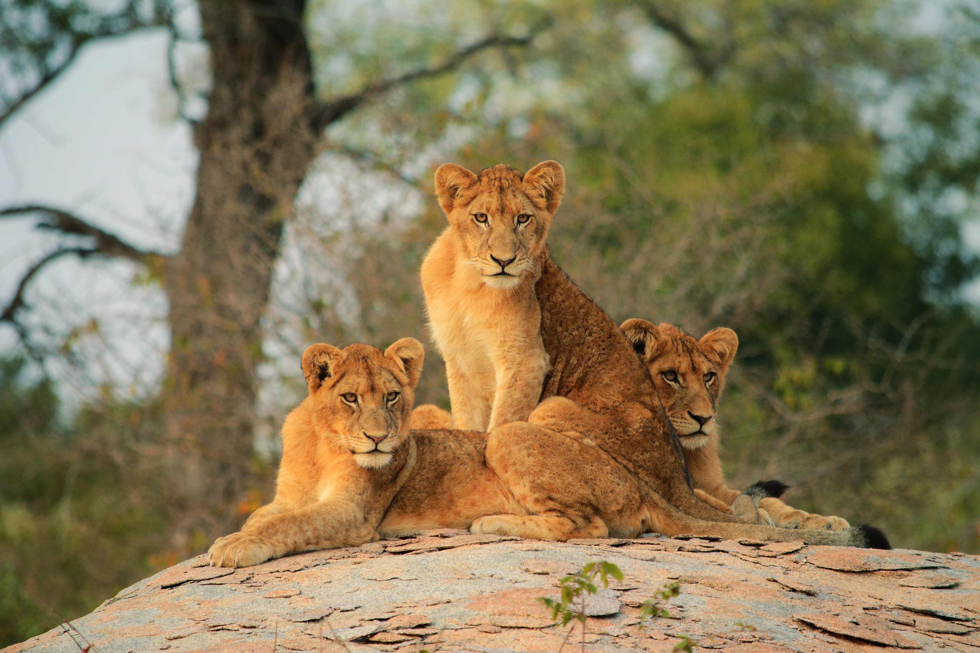 Téléchargez des papiers peints mobile Animaux, Chats, Lion gratuitement.