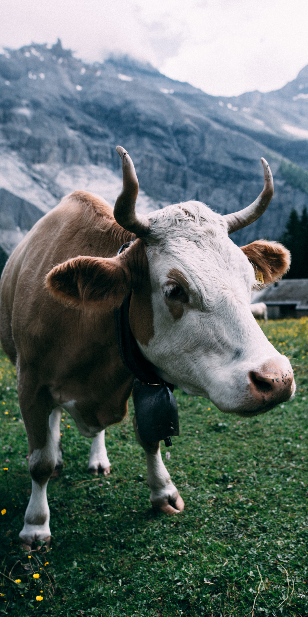 Handy-Wallpaper Tiere, Kuh kostenlos herunterladen.