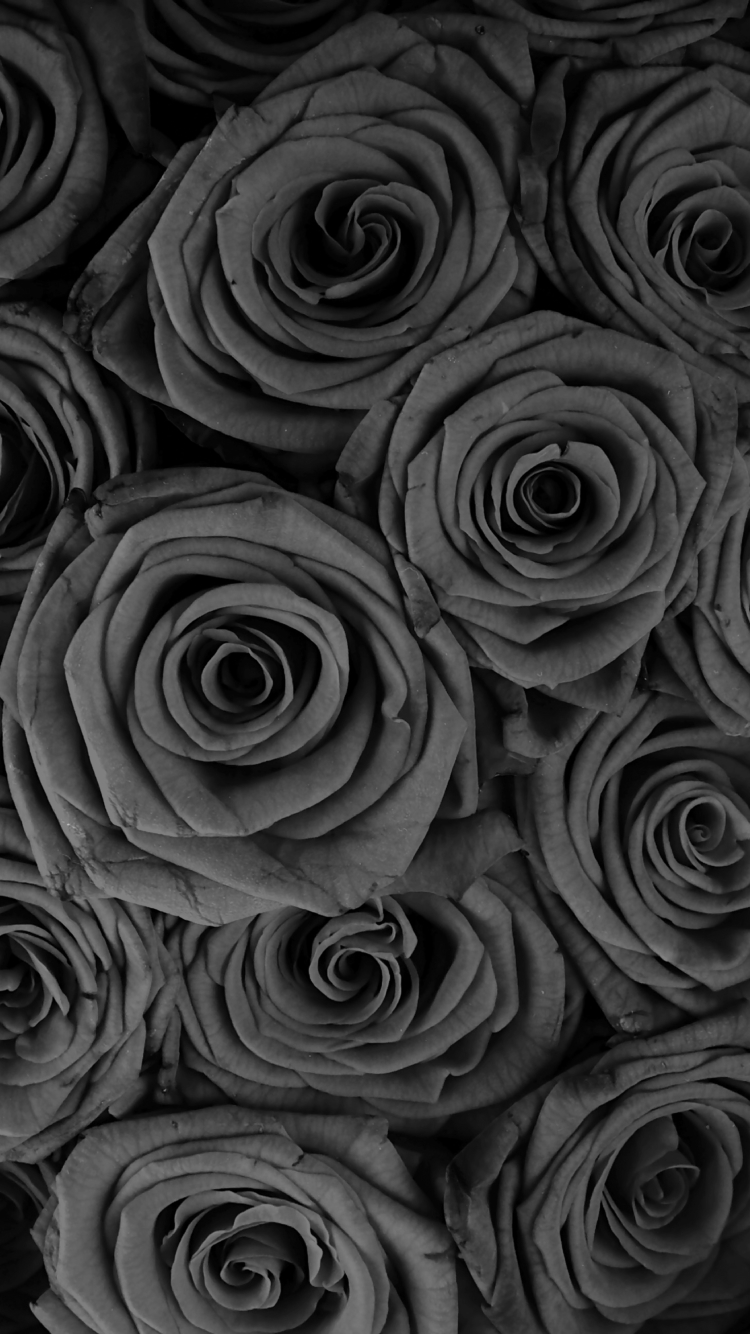 Handy-Wallpaper Blumen, Rose, Nahansicht, Erde/natur kostenlos herunterladen.