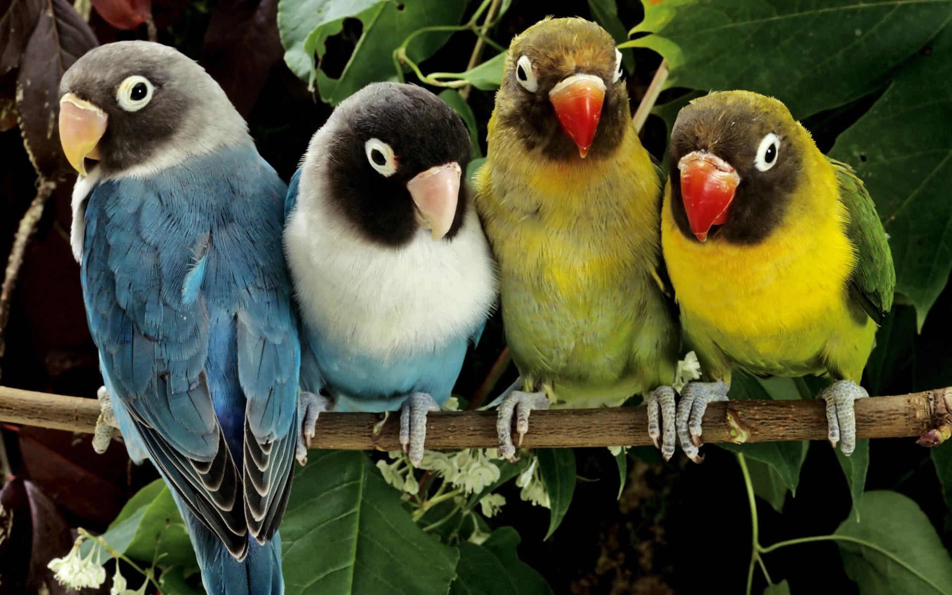 188118 télécharger l'image animaux, inséparable, oiseau, branche, perroquet, des oiseaux - fonds d'écran et économiseurs d'écran gratuits