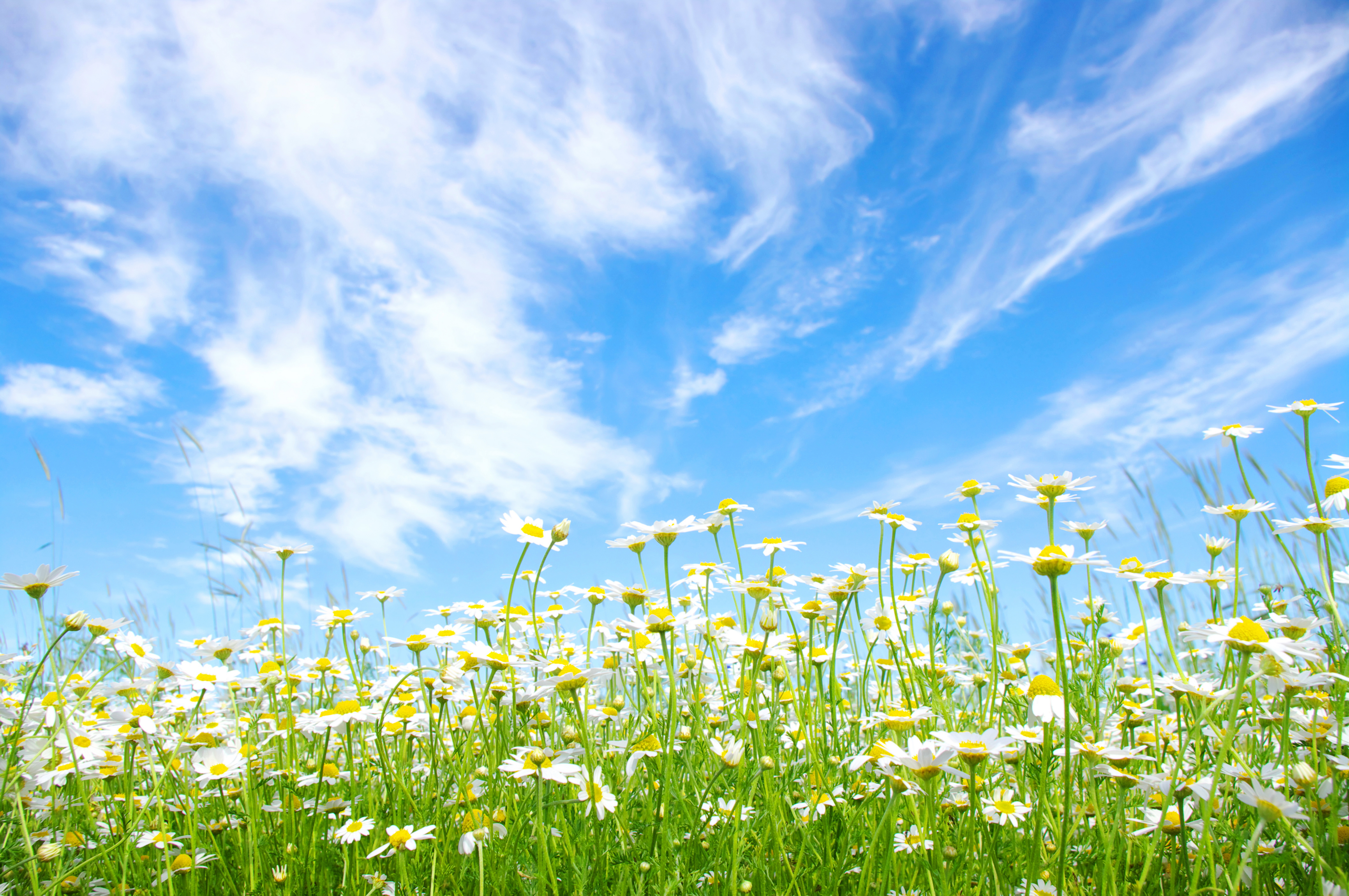 PCデスクトップに自然, フラワーズ, 夏, 花, 地球, デイジー, 空, 白い花画像を無料でダウンロード