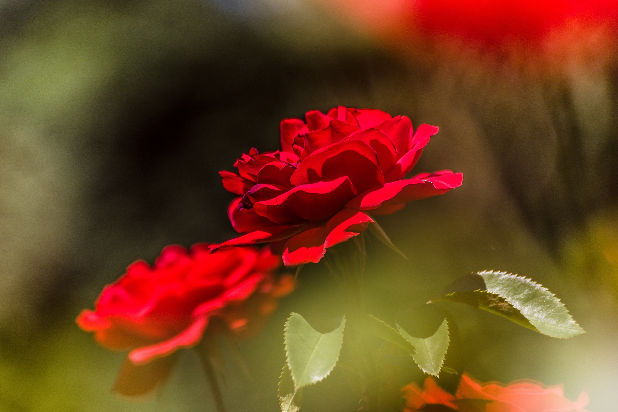 Скачать картинку Природа, Цветок, Роза, Красная Роза, Красный Цветок, Земля/природа, Флауэрсы в телефон бесплатно.