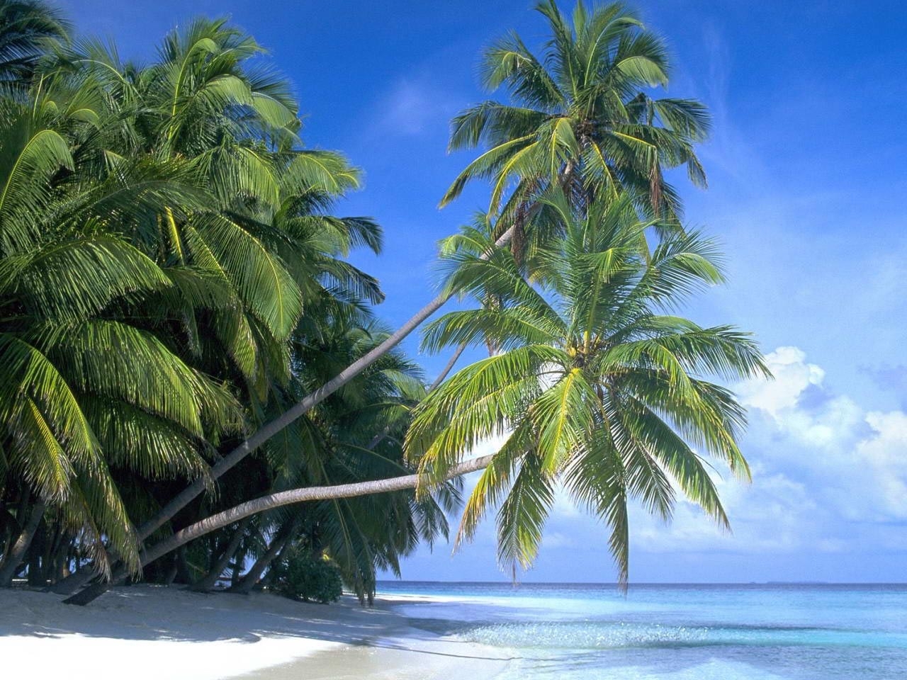 Скачати мобільні шпалери Пальми, Пейзаж, Пляж безкоштовно.