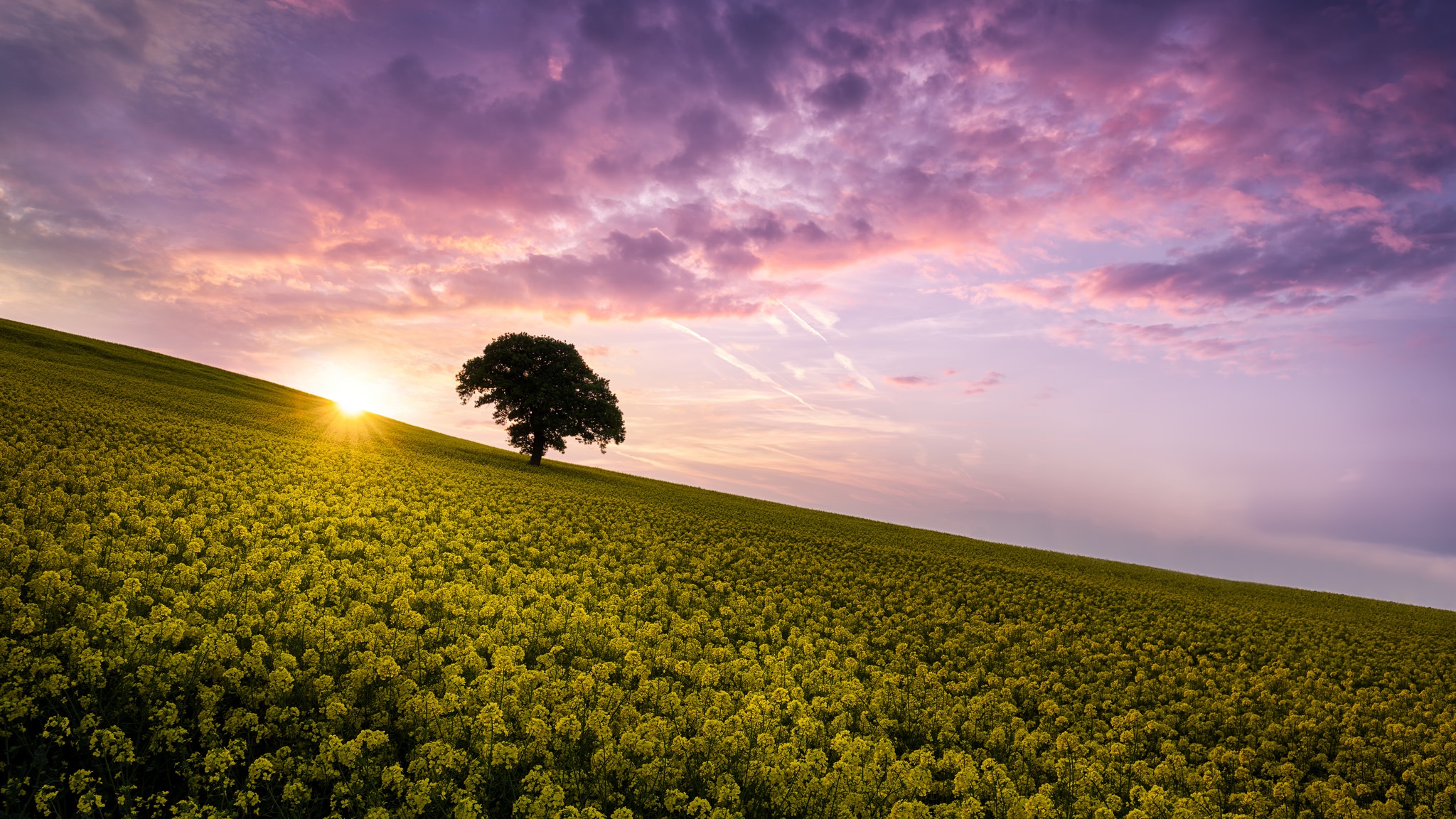 Free download wallpaper Nature, Sky, Summer, Flower, Tree, Sunrise, Earth, Field, Cloud, Yellow Flower, Rapeseed, Lonely Tree on your PC desktop