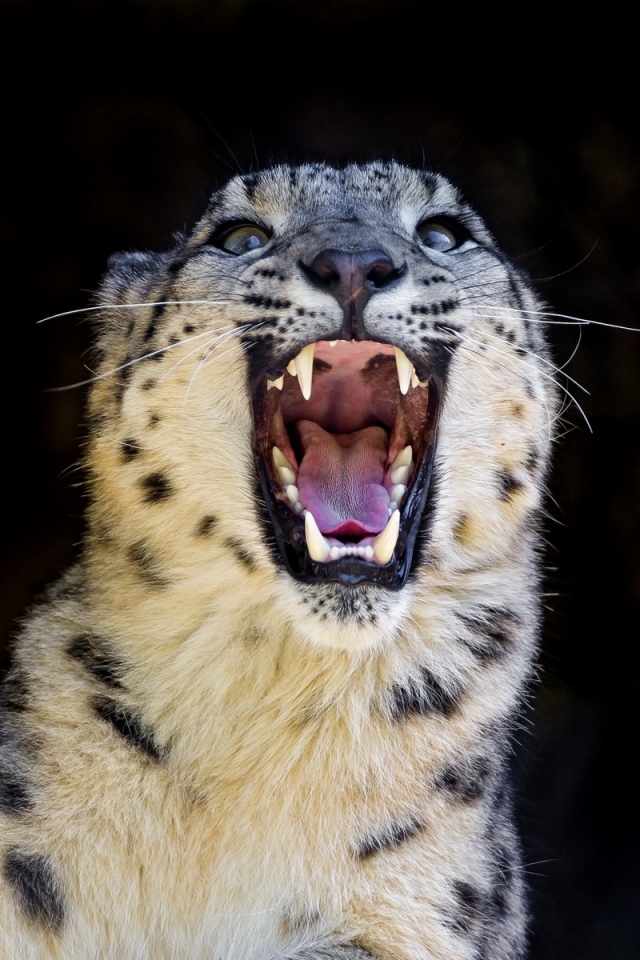 Handy-Wallpaper Tiere, Katzen, Schneeleopard kostenlos herunterladen.