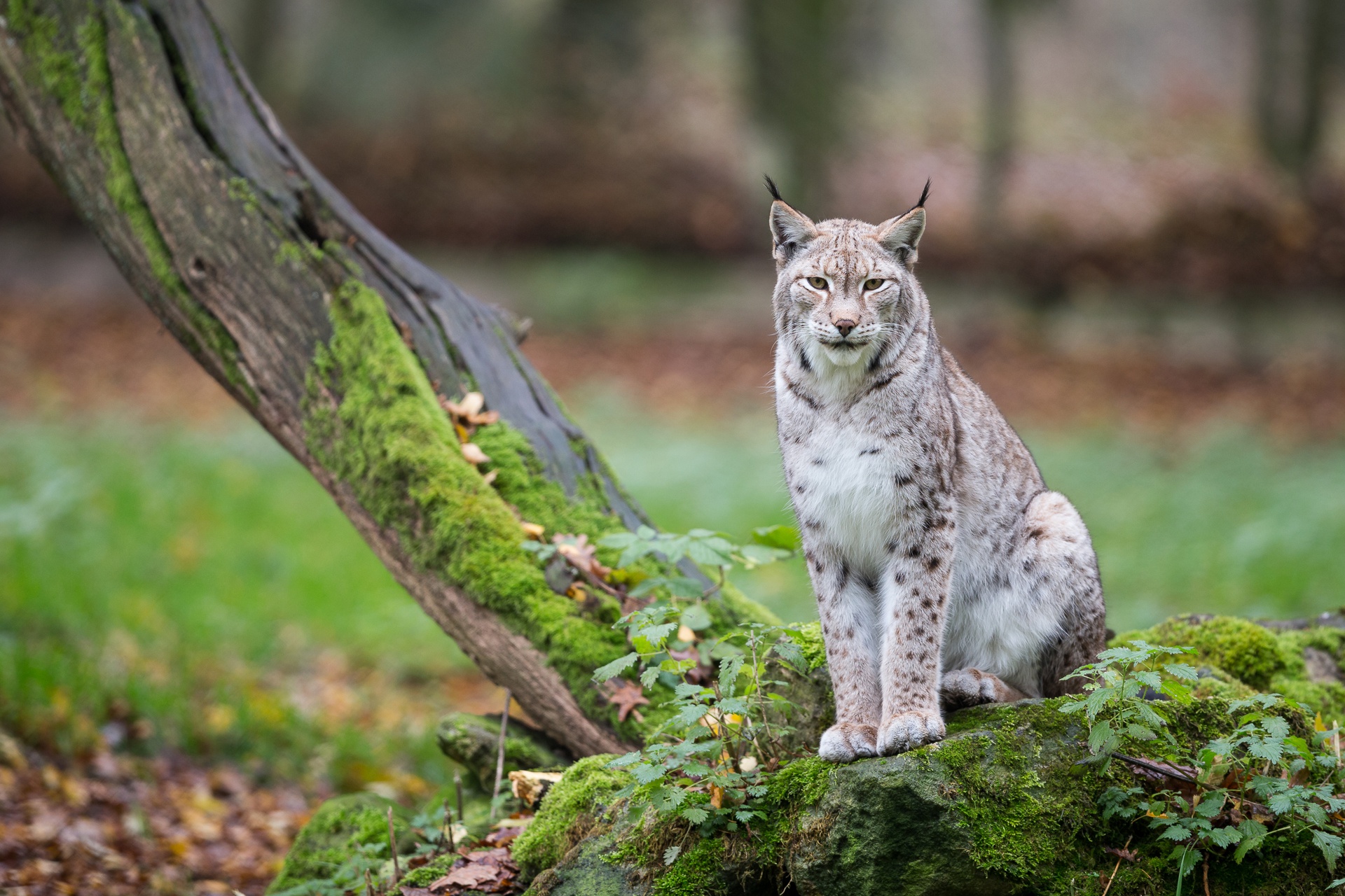 Handy-Wallpaper Tiere, Katzen, Luchs, Tiefenschärfe kostenlos herunterladen.