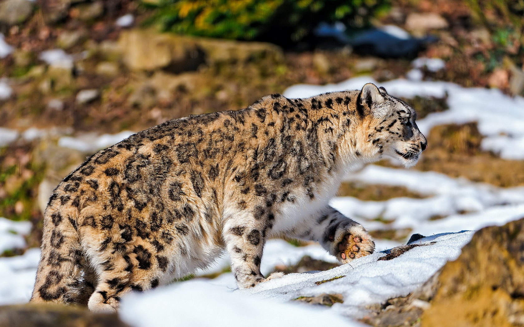 Скачати мобільні шпалери Тварина, Сніговий Леопард безкоштовно.