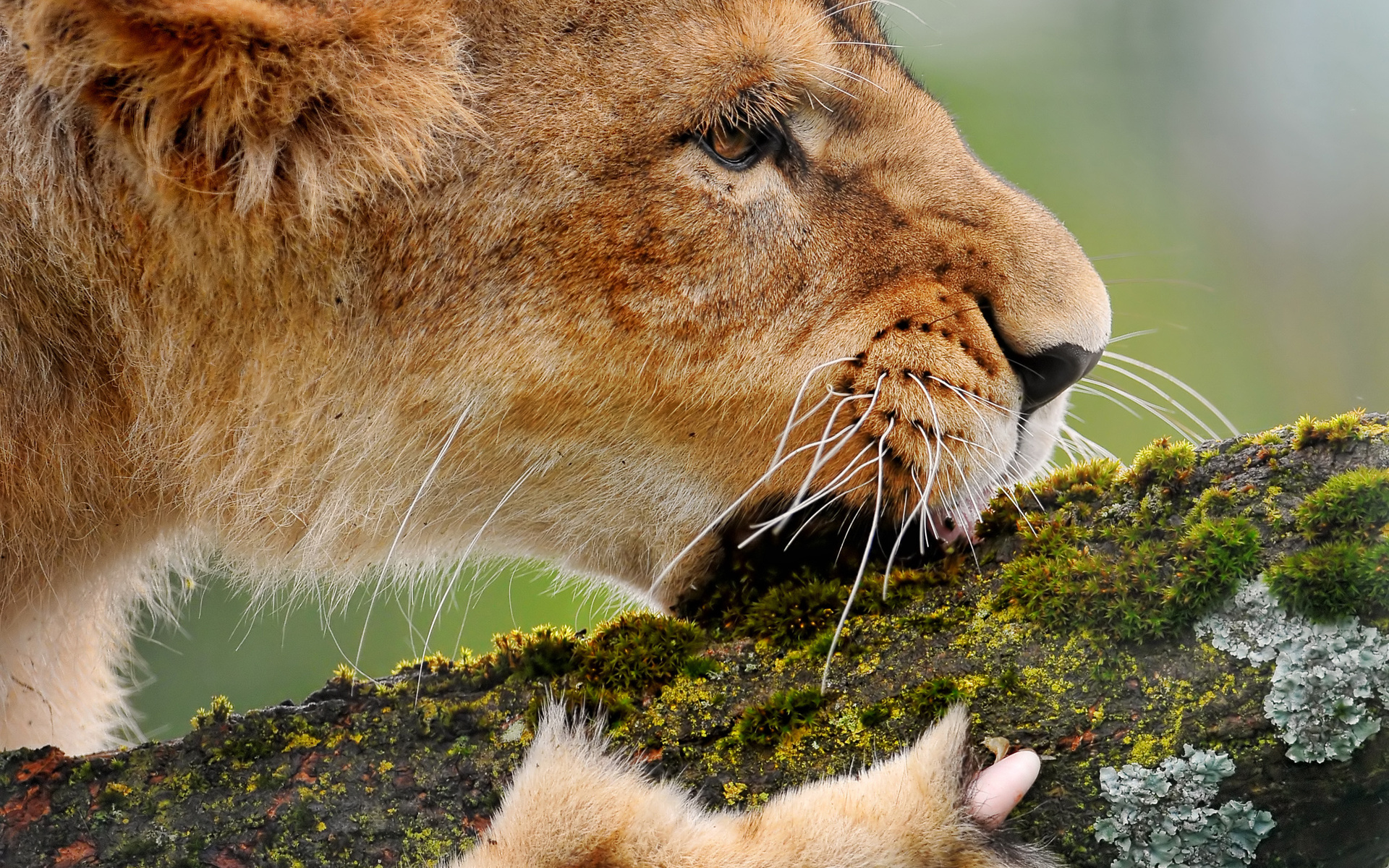 Laden Sie das Tiere, Löwe-Bild kostenlos auf Ihren PC-Desktop herunter