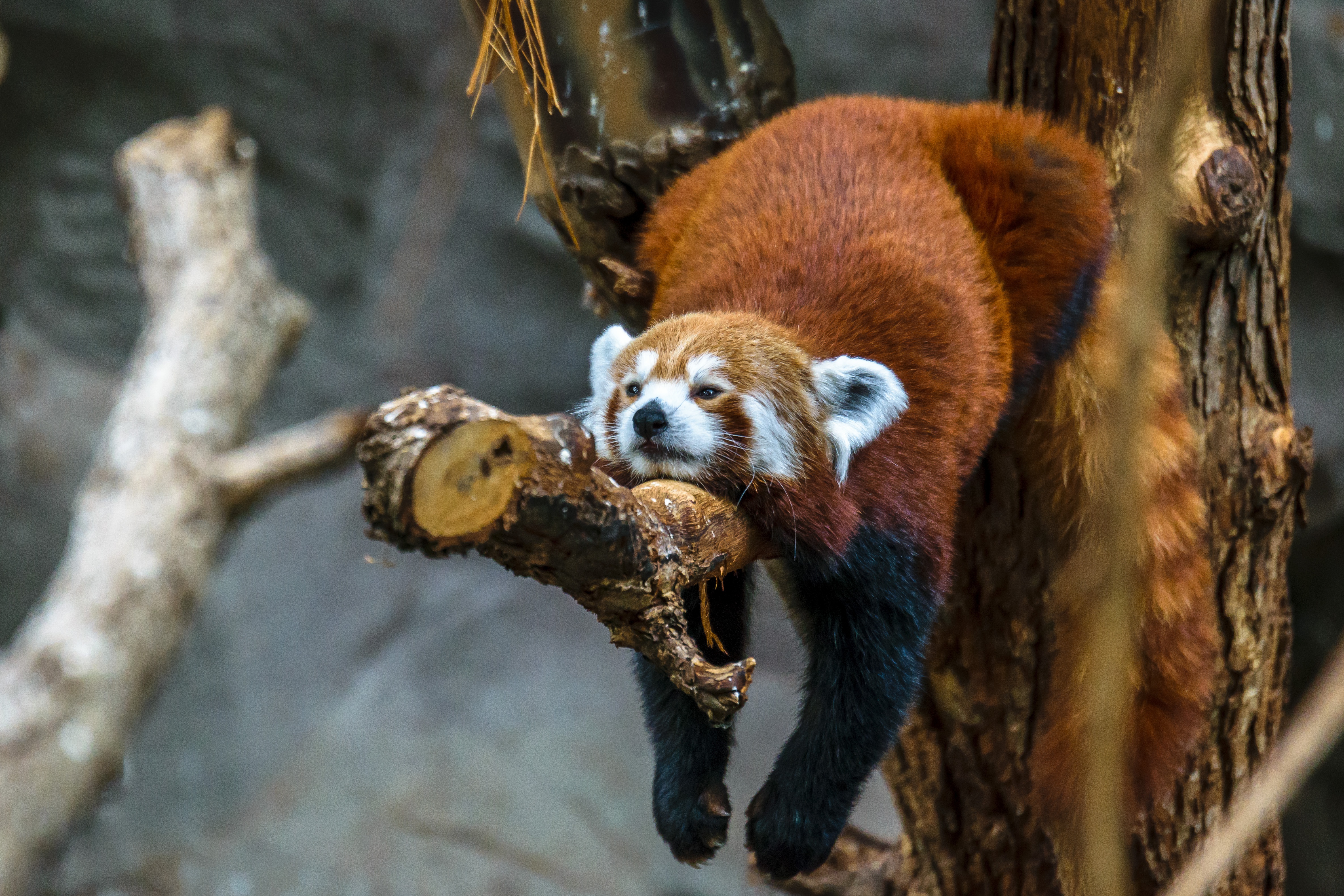 Download mobile wallpaper Animal, Red Panda for free.