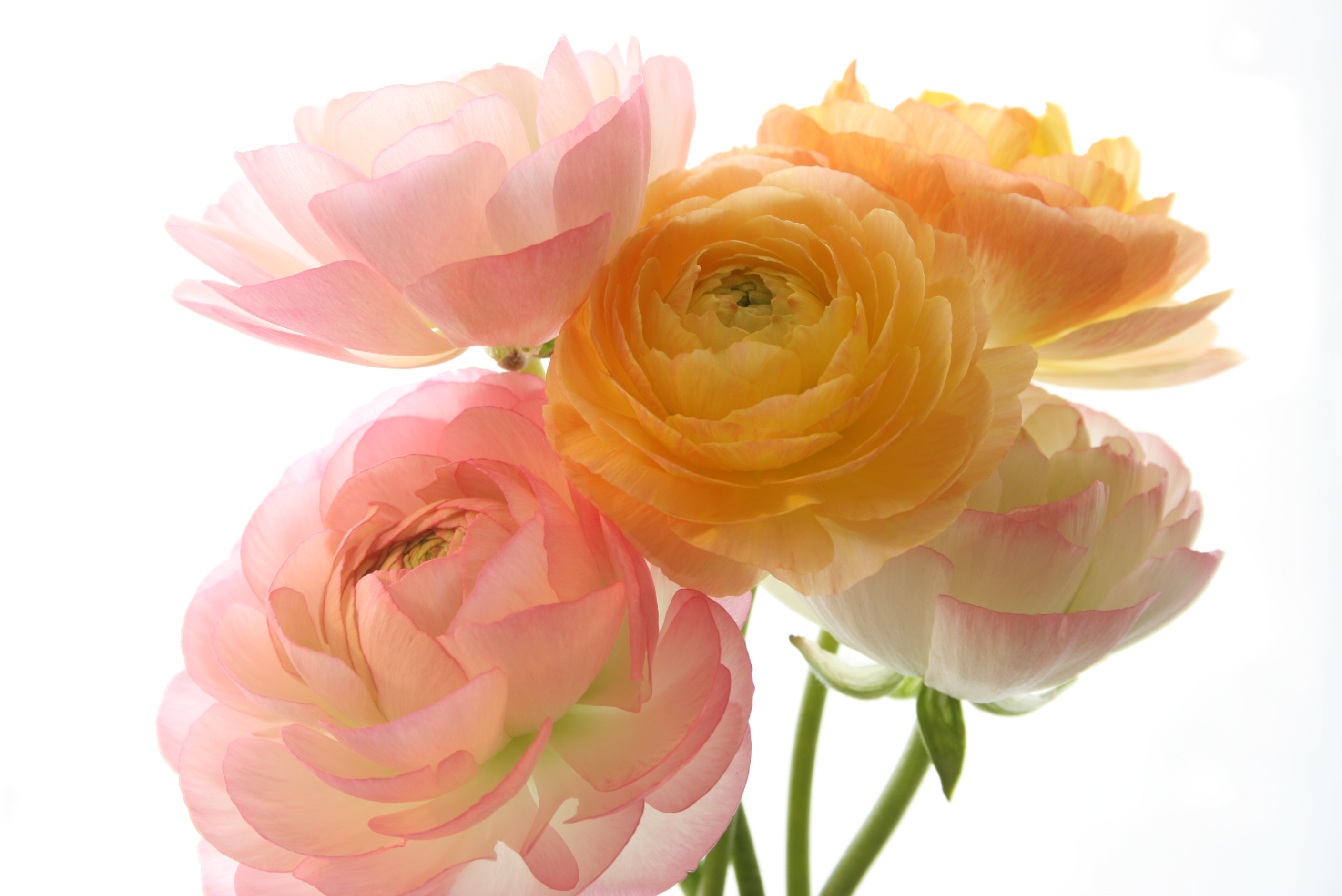Téléchargez gratuitement l'image Fleurs, Fleur, Renoncule, Printemps, Pivoine, Fleur Jaune, Terre/nature, Fleur Rose sur le bureau de votre PC